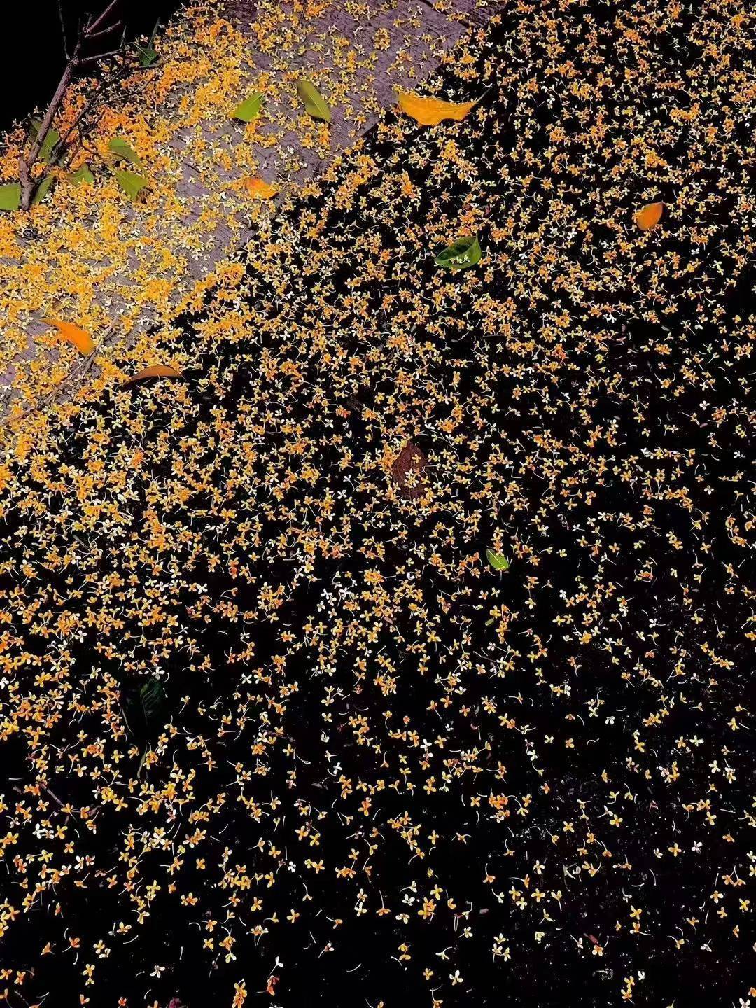 是桂花也是星星_1