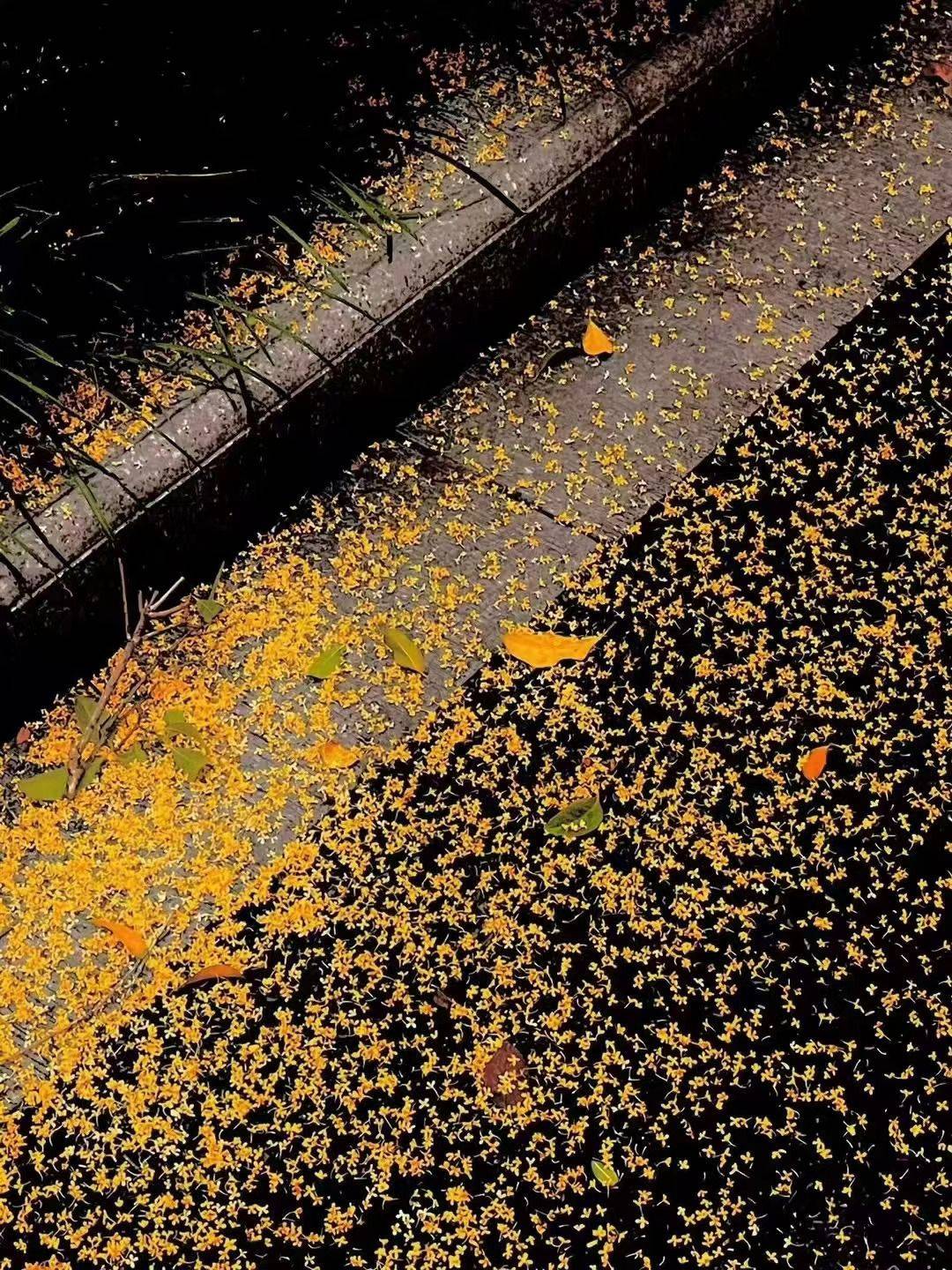 是桂花也是星星