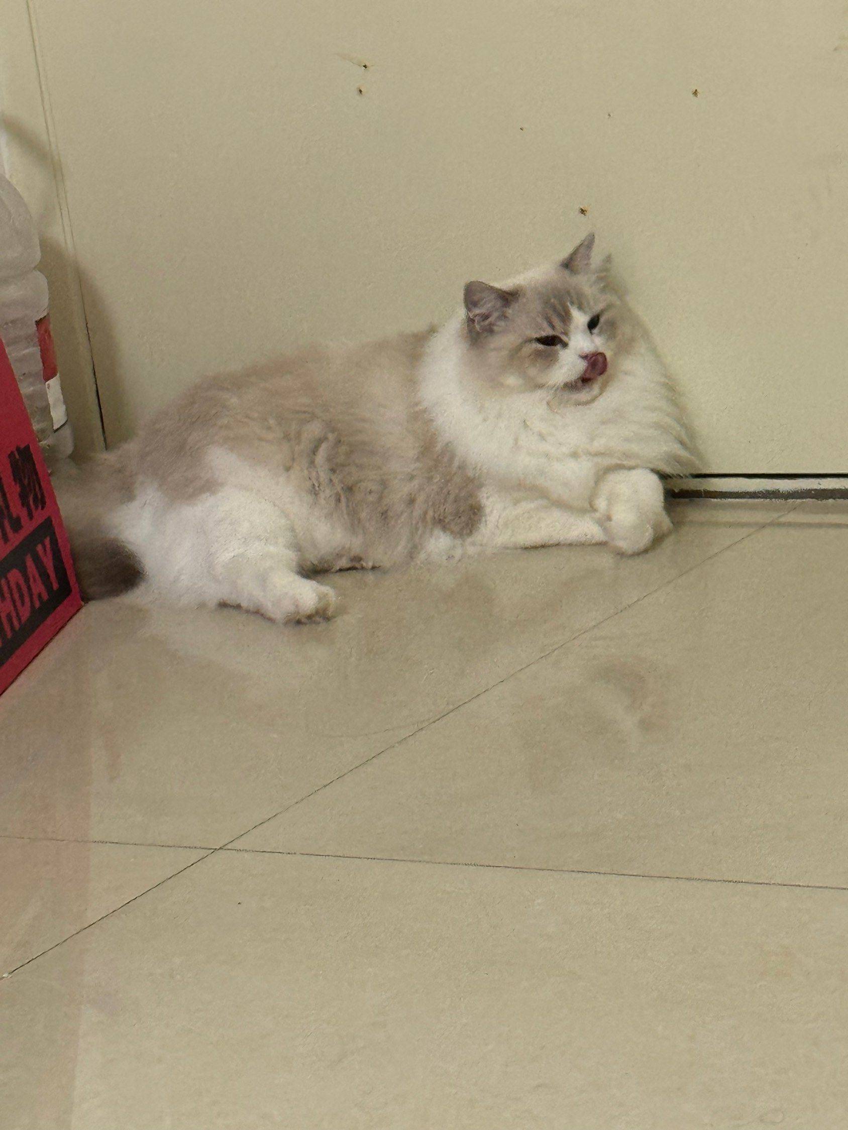 可爱小猪