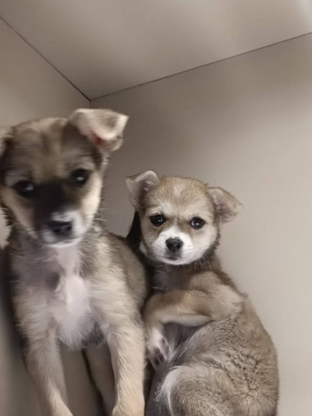 for adoption 