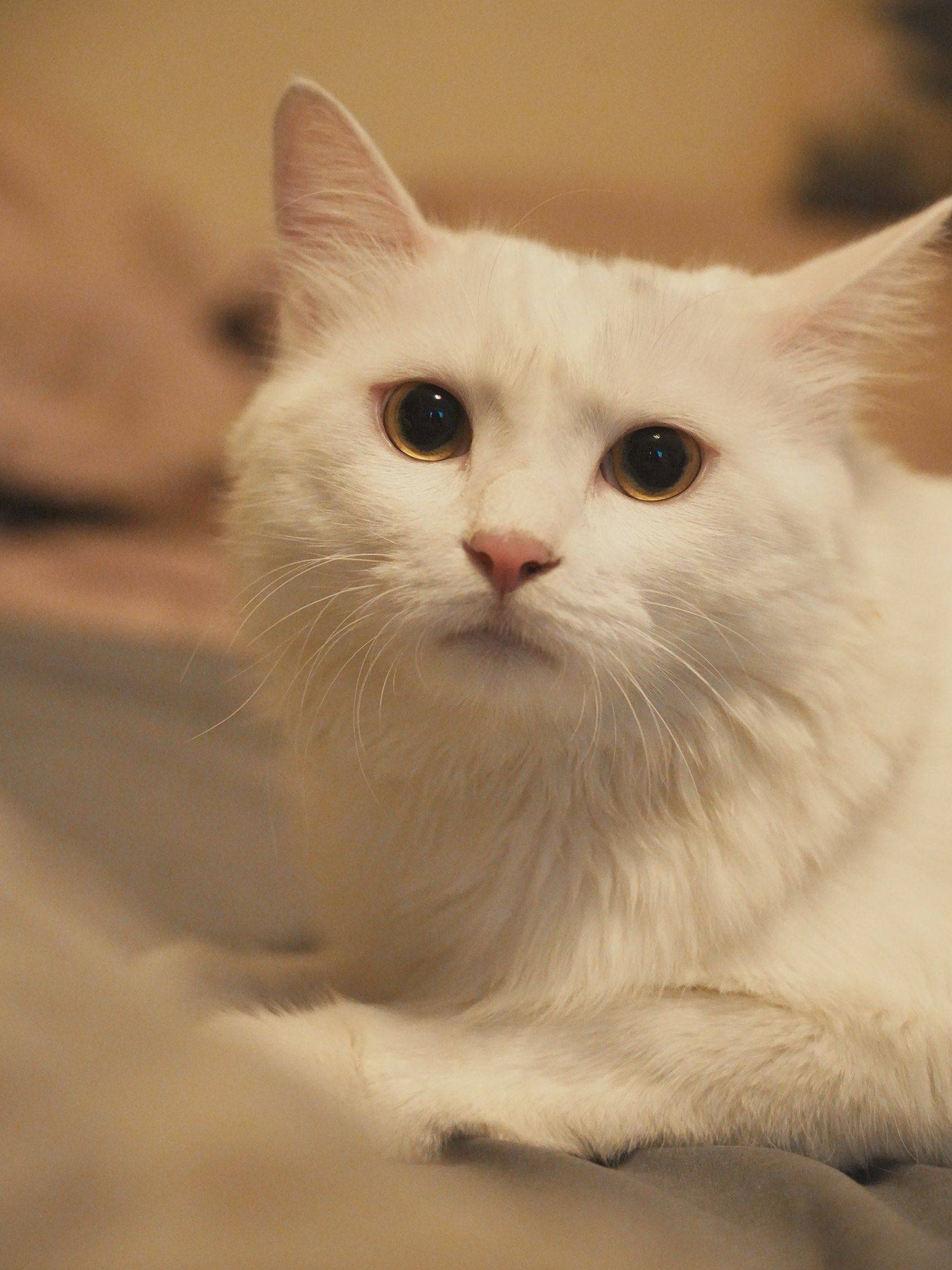 我家小猫真可爱_4