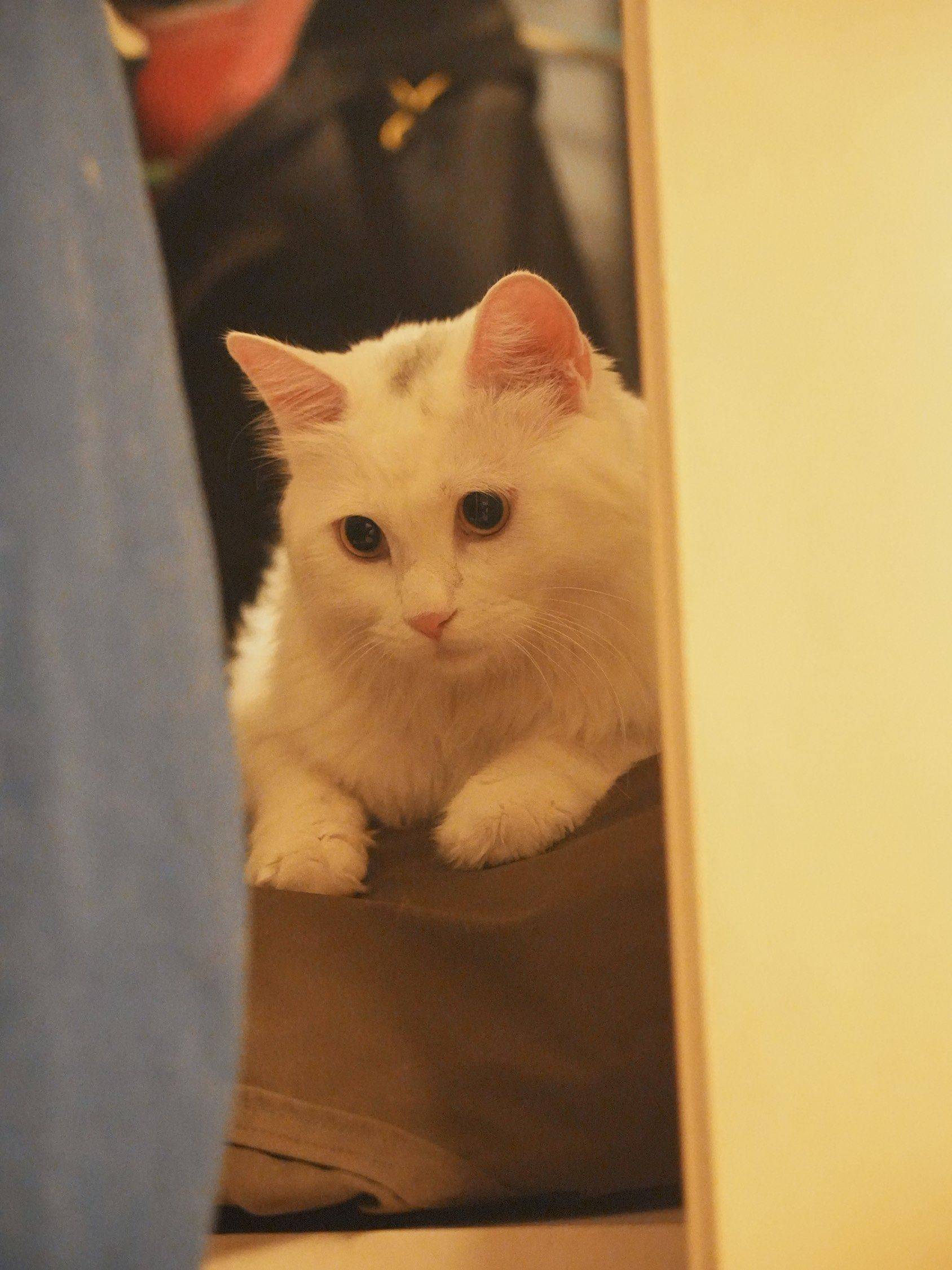 我家小猫真可爱_1