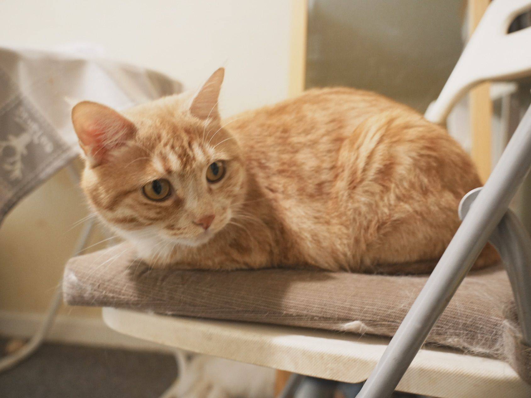 我家小猫真可爱_2