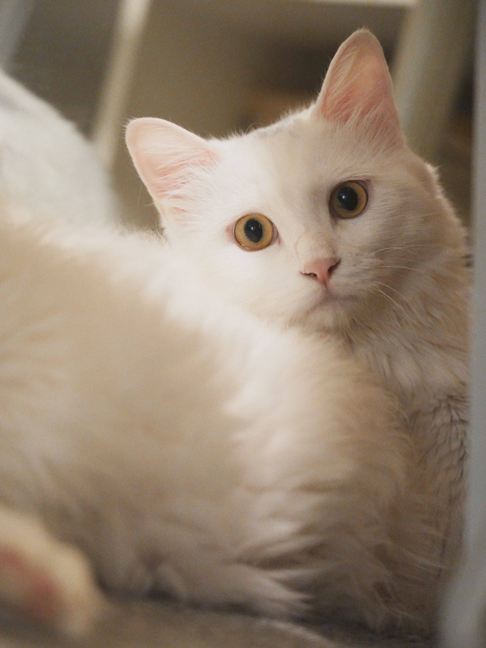 我家小猫真可爱_3