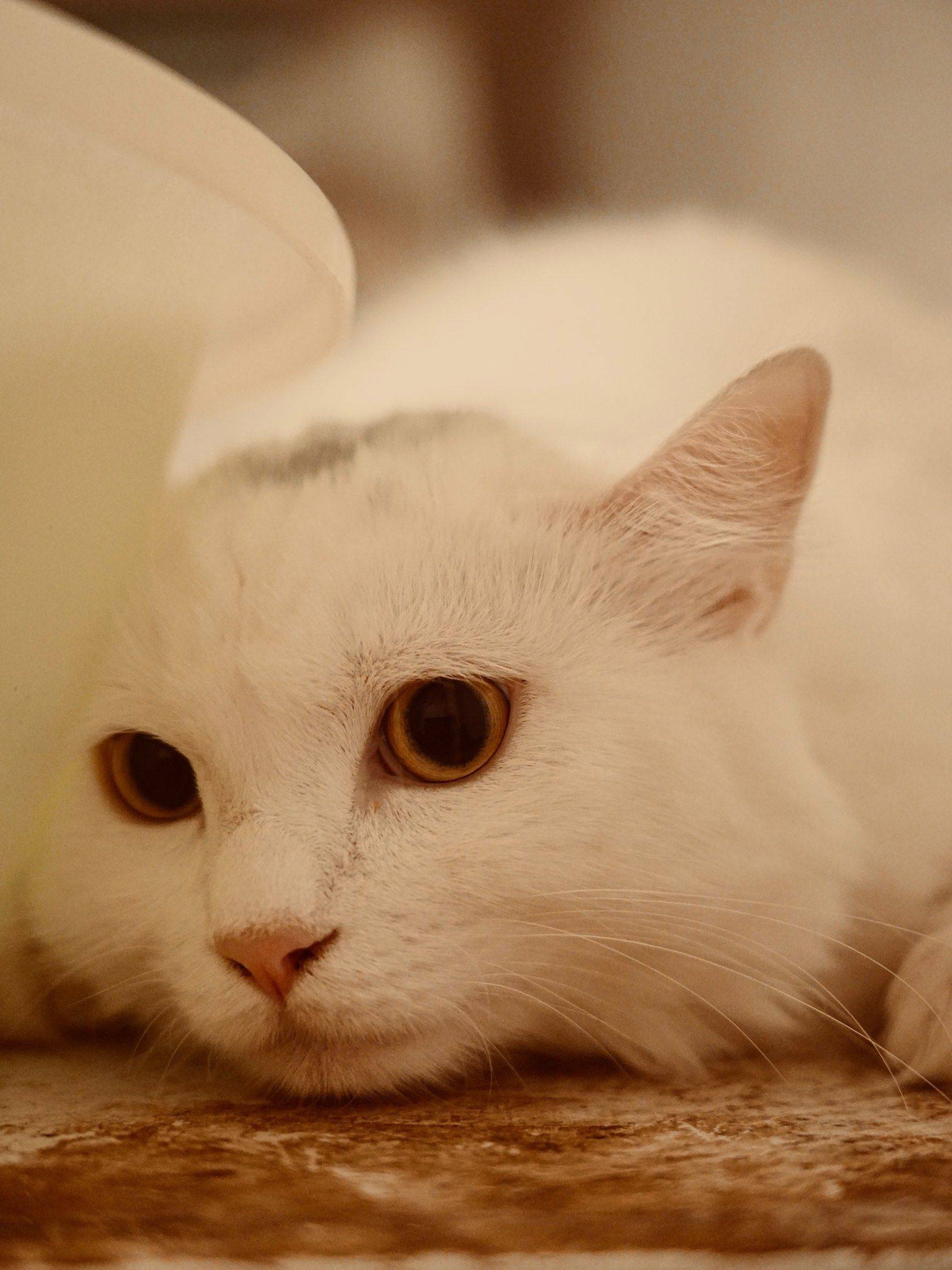 我家小猫真可爱