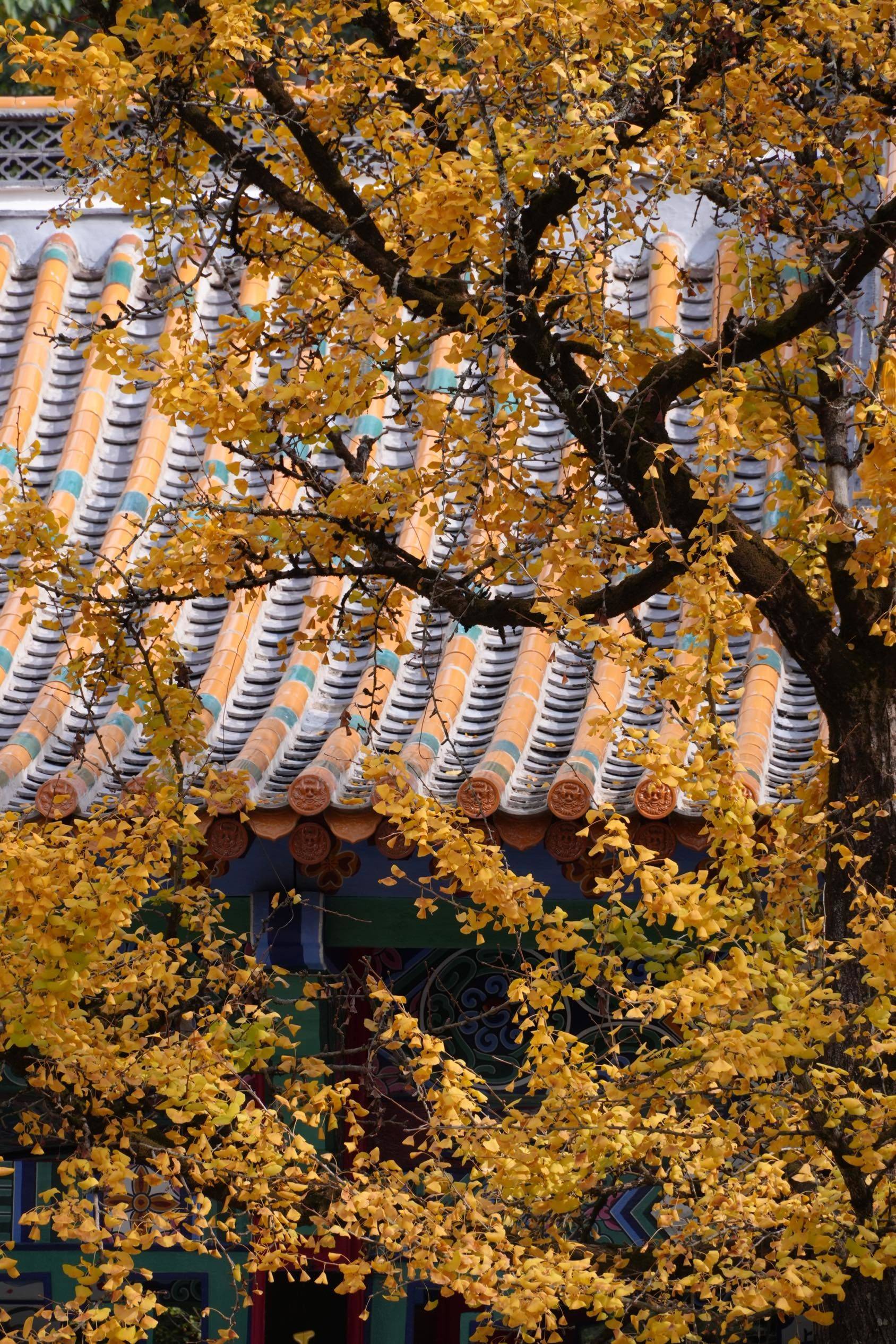 最爱的银杏黄了，昆明的秋好美