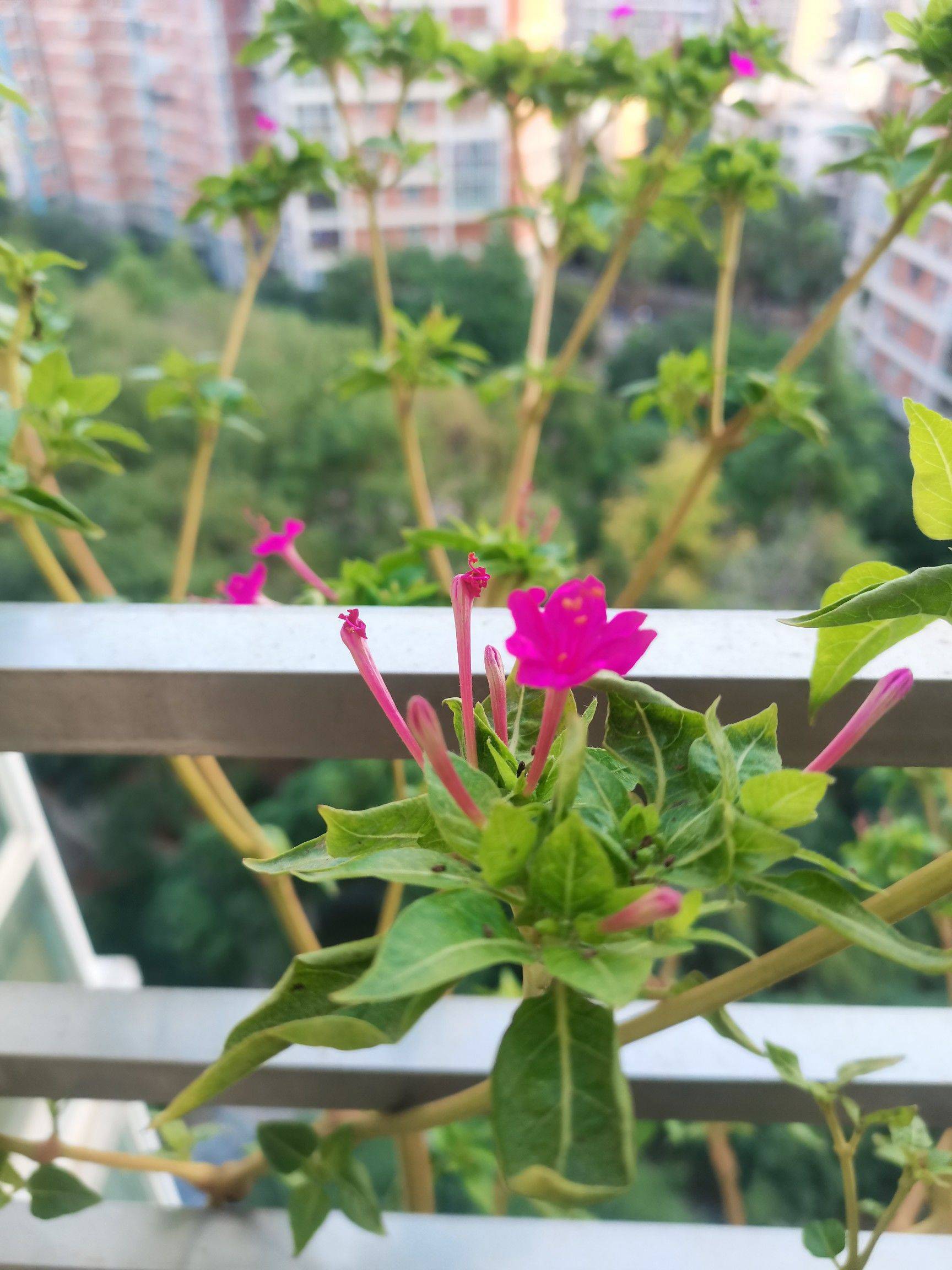 花花草草，重新开始