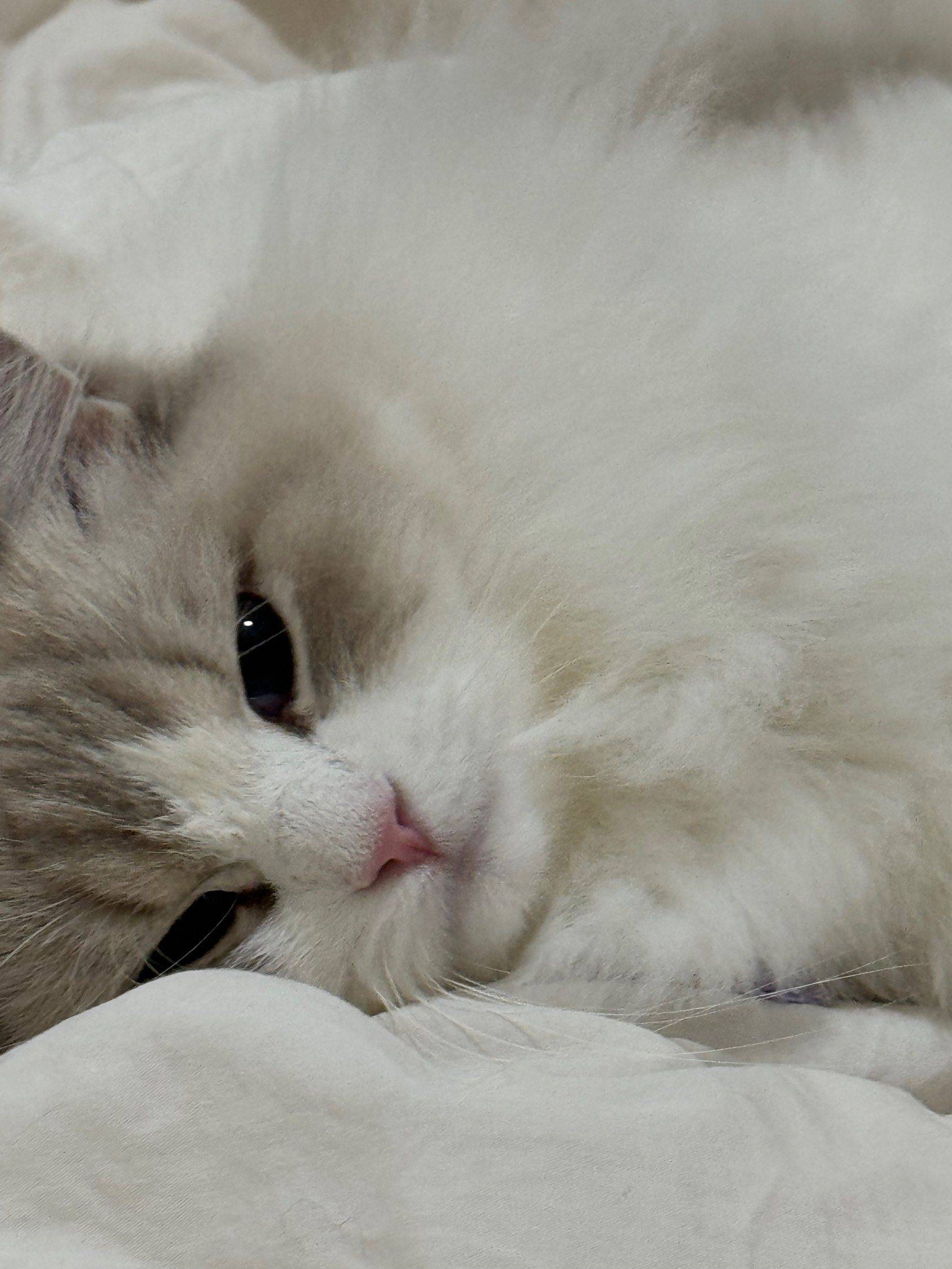 小猫咪，