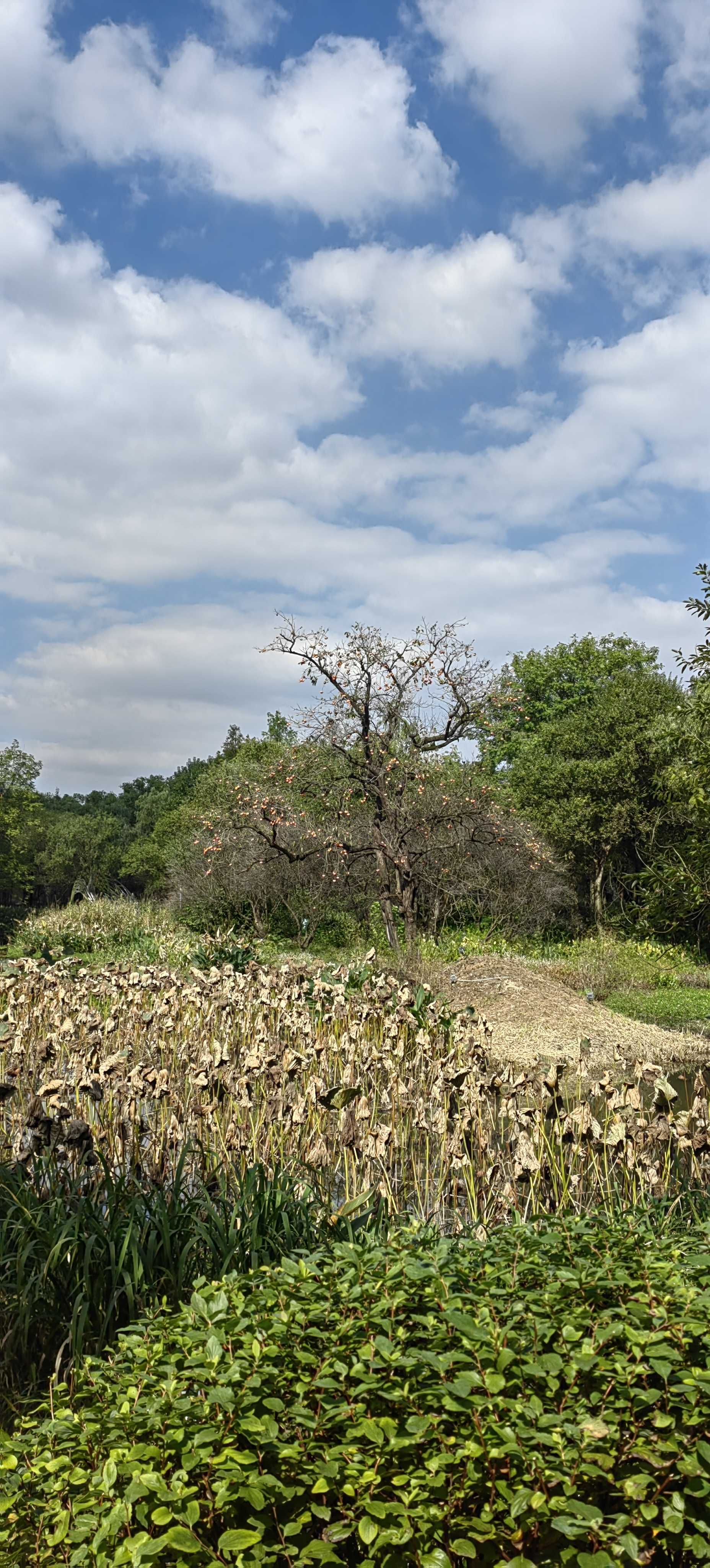 秋天是五颜六色的_4