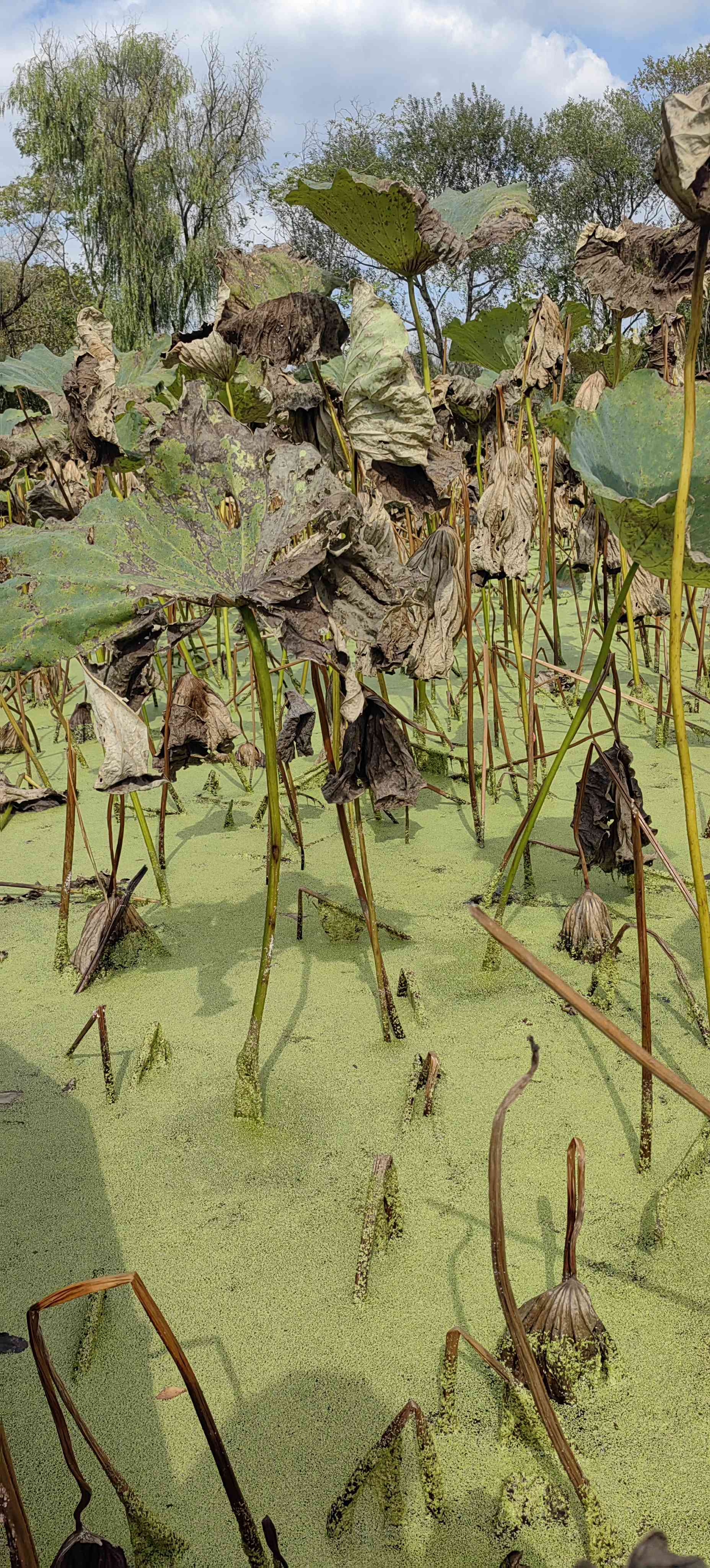 秋天是五颜六色的_1