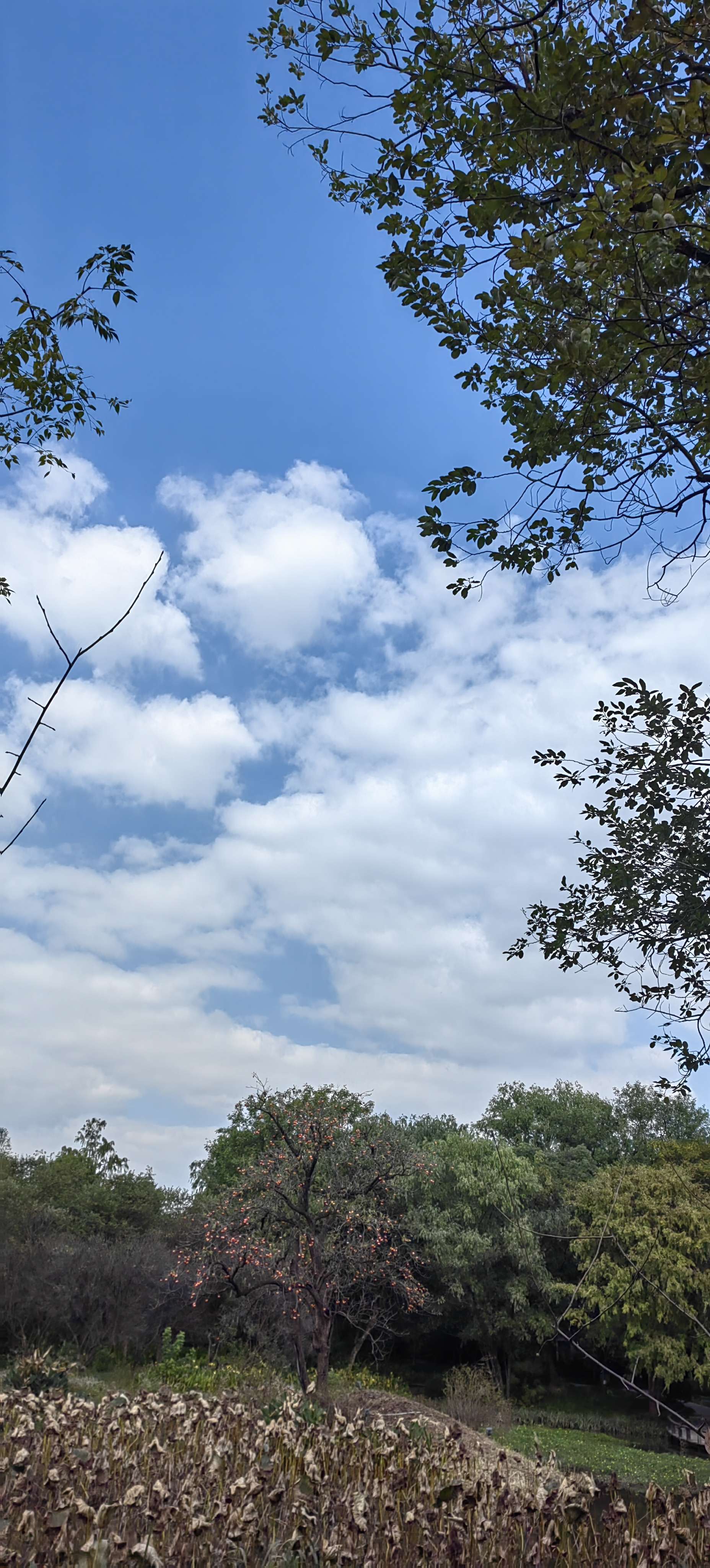 秋天是五颜六色的