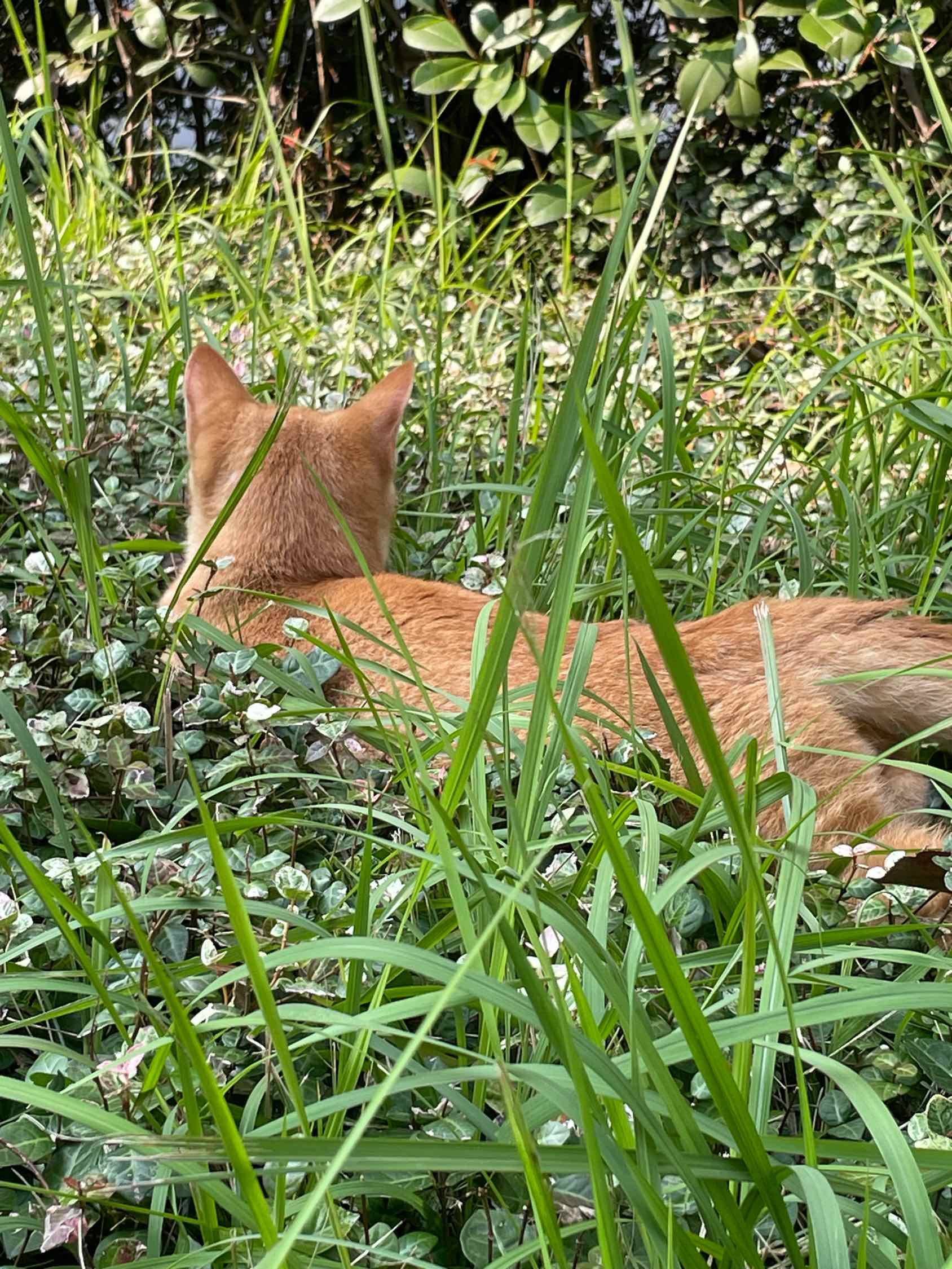 社区里的猫猫大侠好可爱