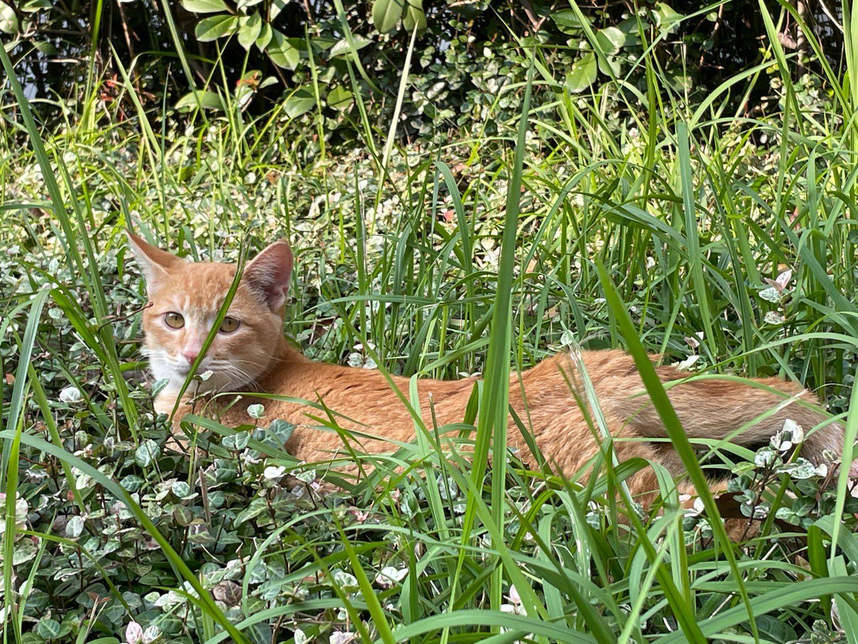 社区里的猫猫大侠好可爱_1