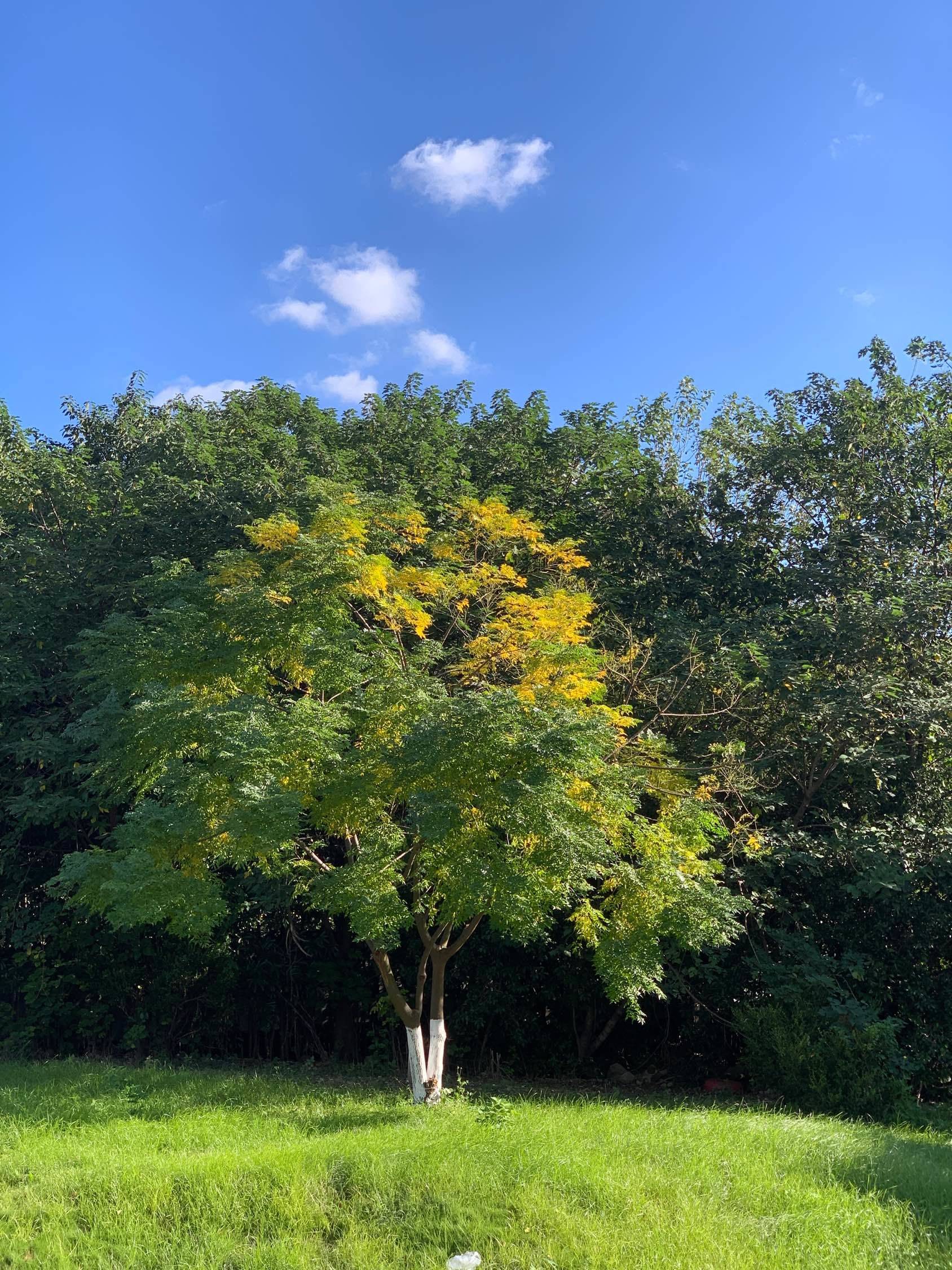 秋天最美的季节