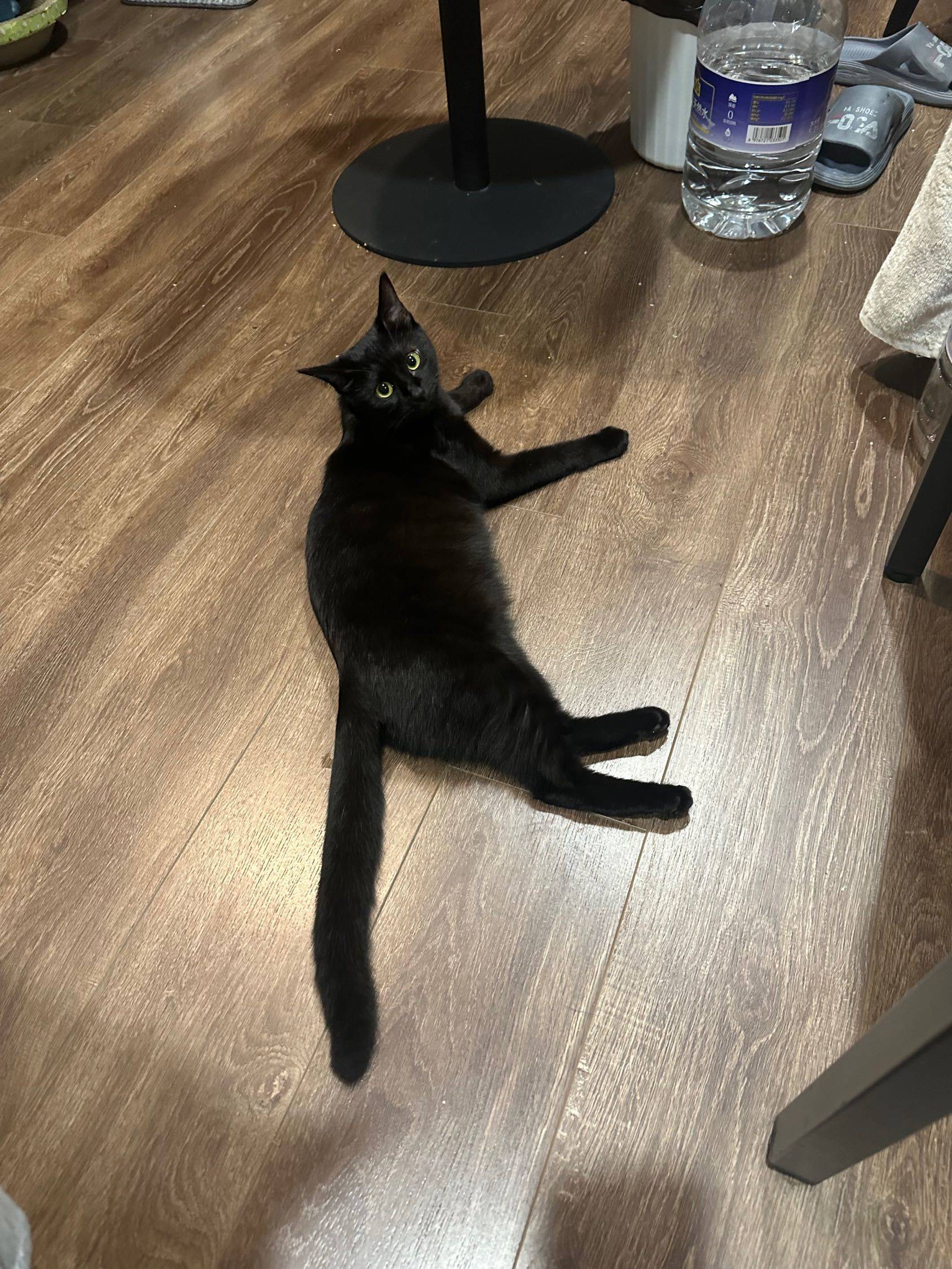 cat