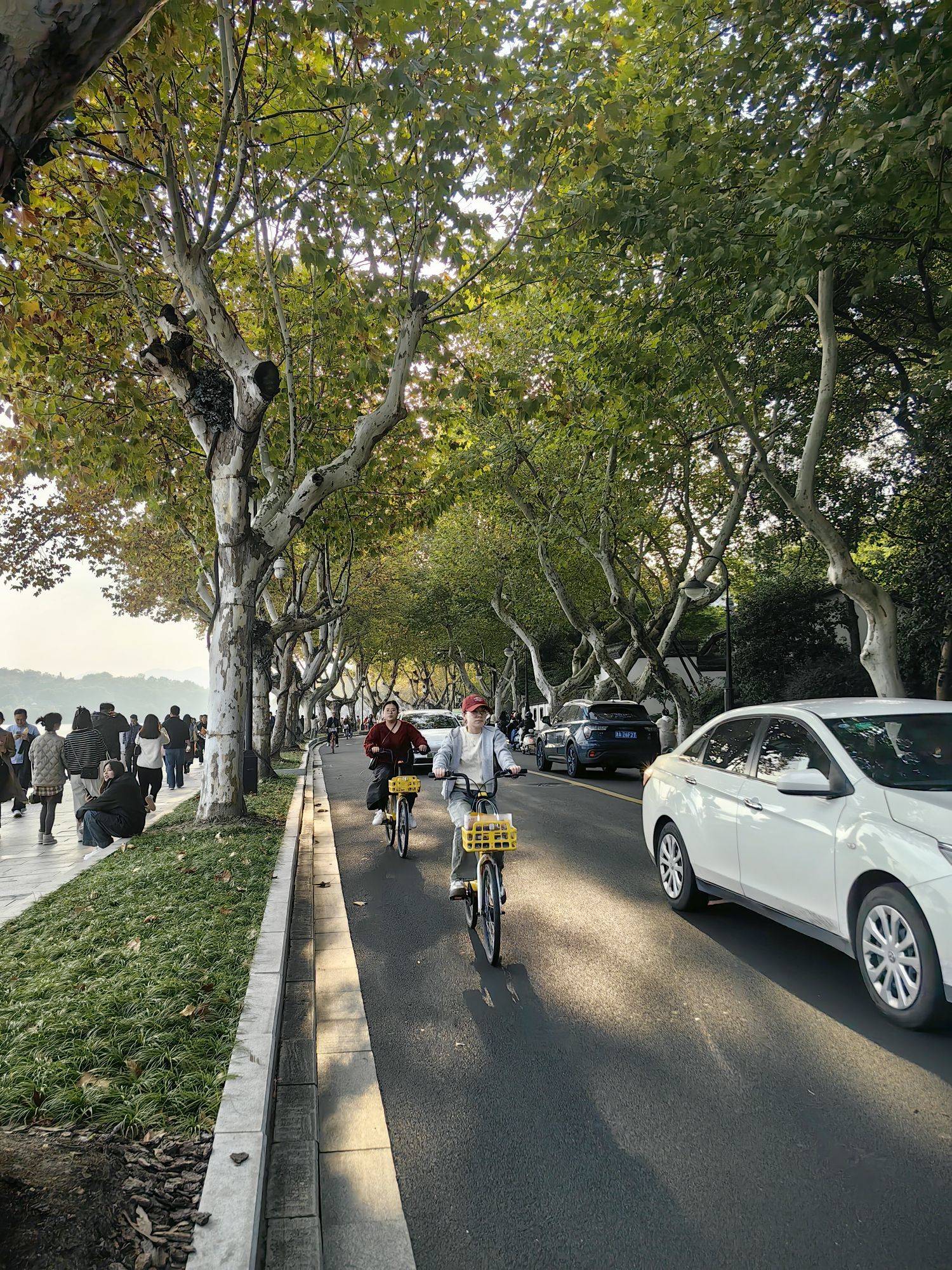 西湖北山街的秋天开始红了_4