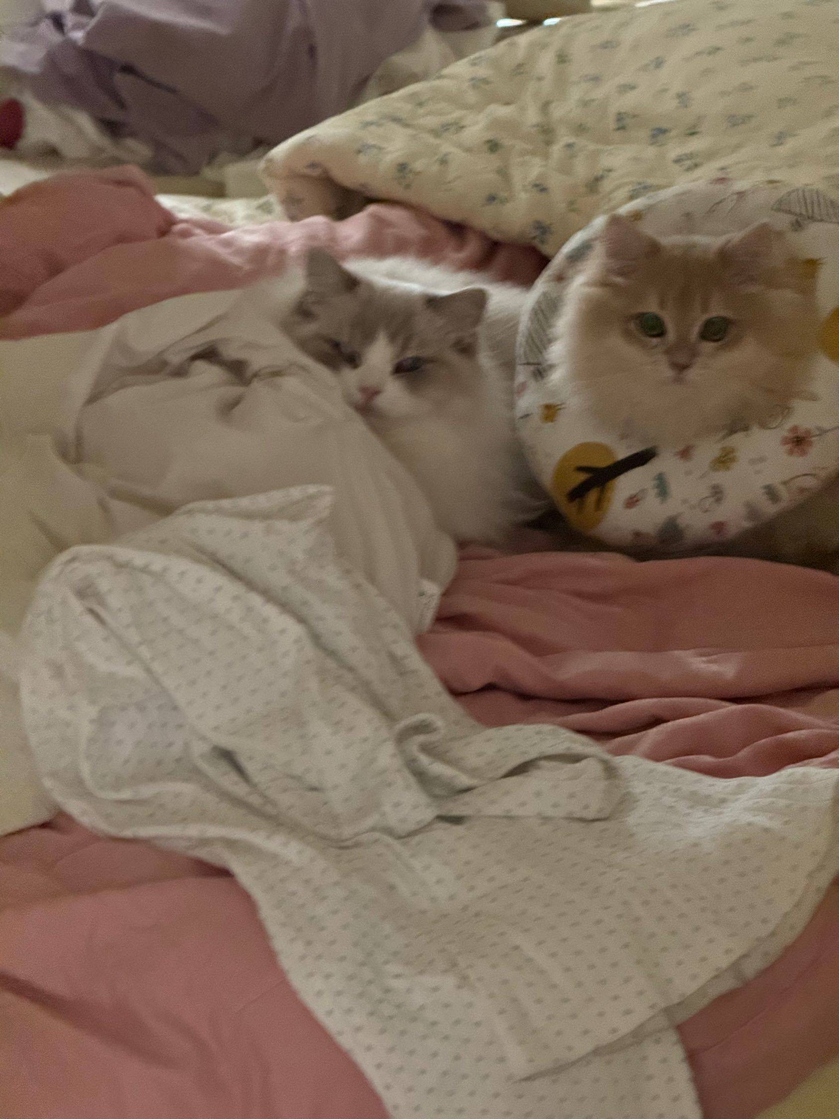 可爱