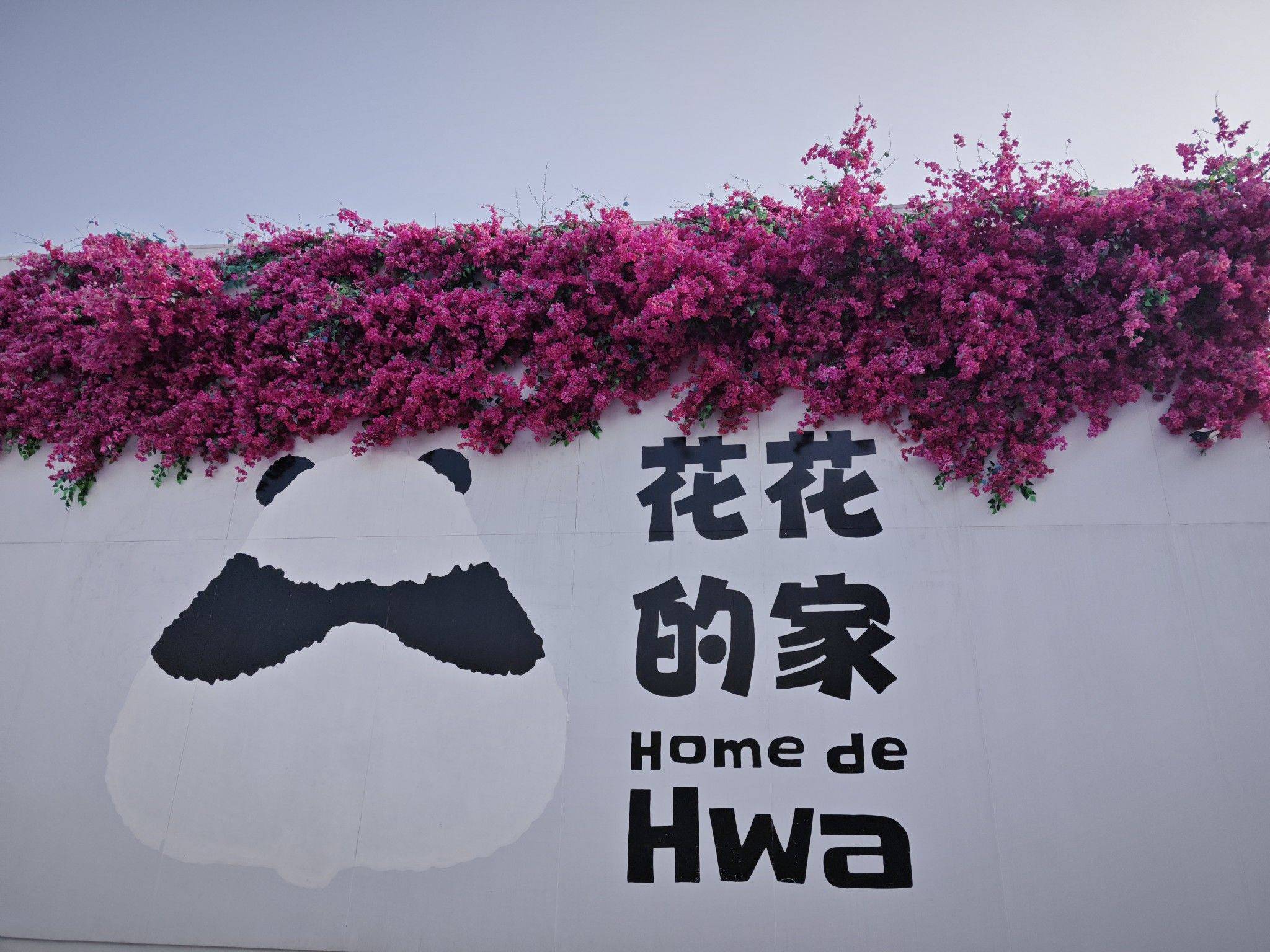  来看网红花花大熊猫 阔阔爱爱，没有脑_3