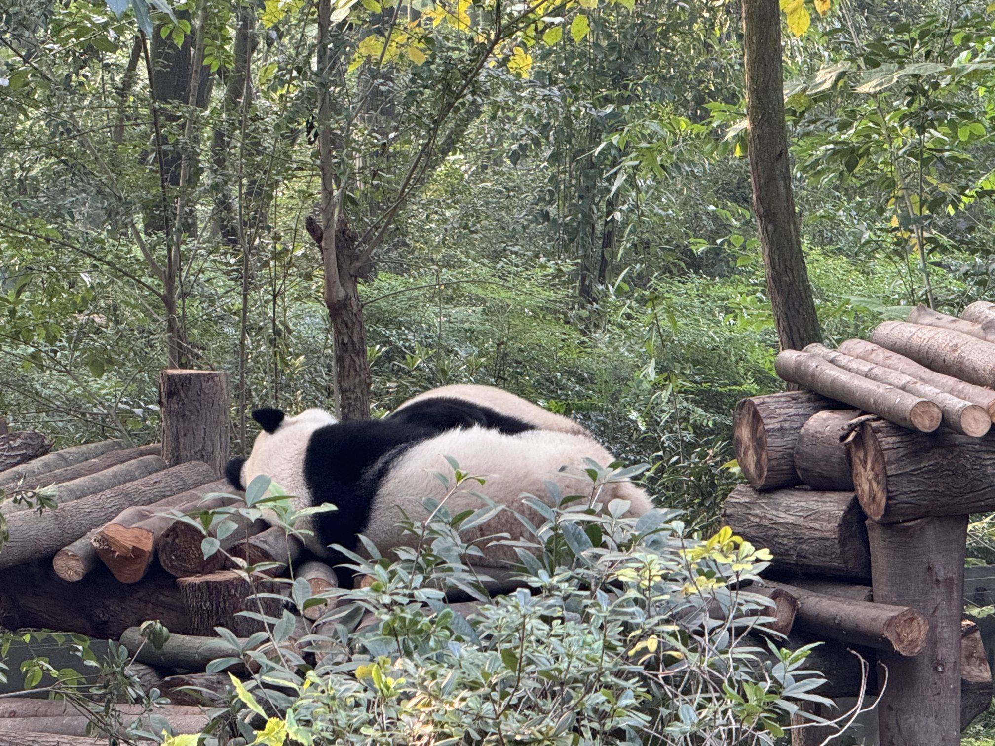  来看网红花花大熊猫 阔阔爱爱，没有脑_1