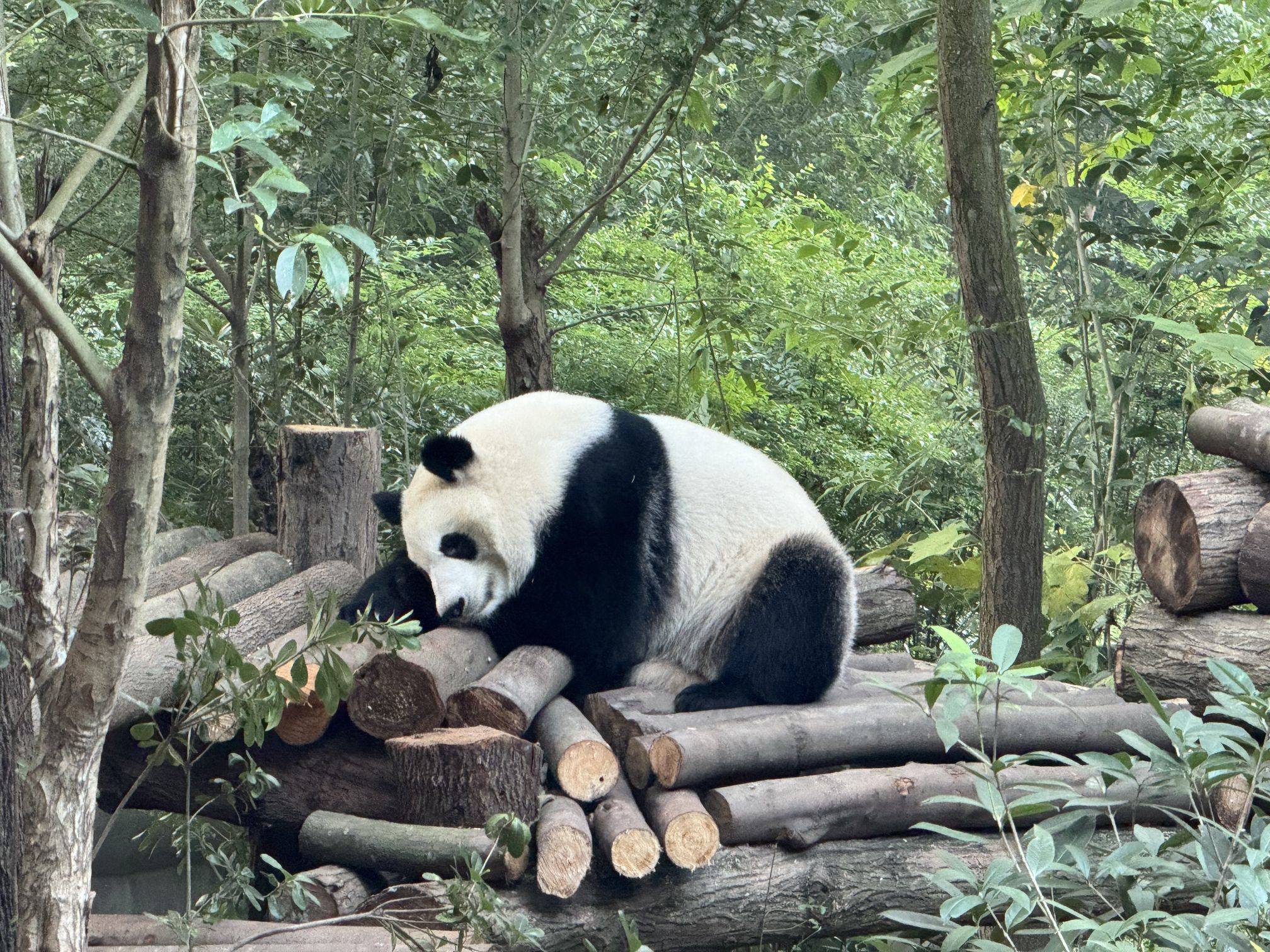  来看网红花花大熊猫 阔阔爱爱，没有脑