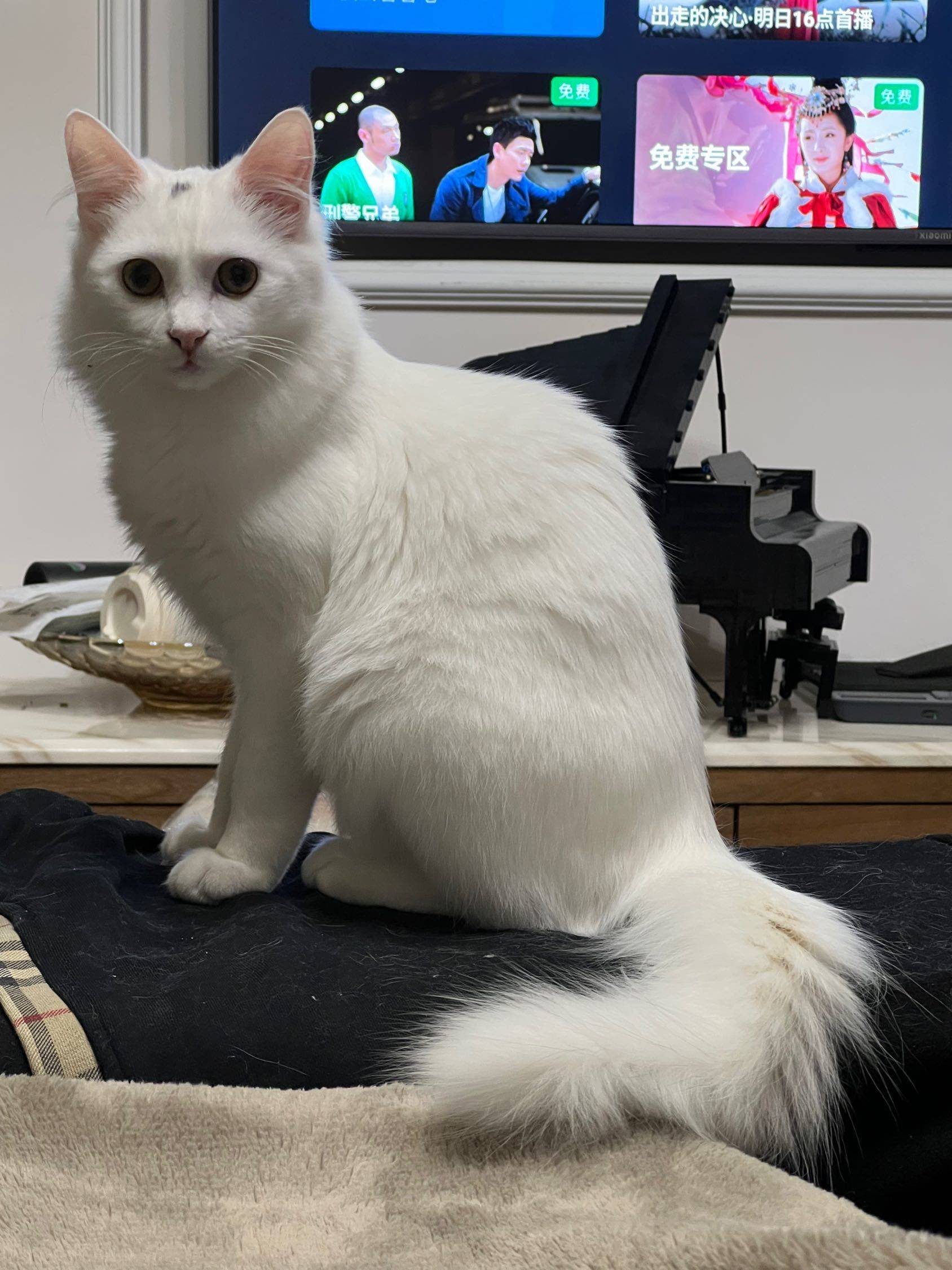 只长身体不长脸的喵