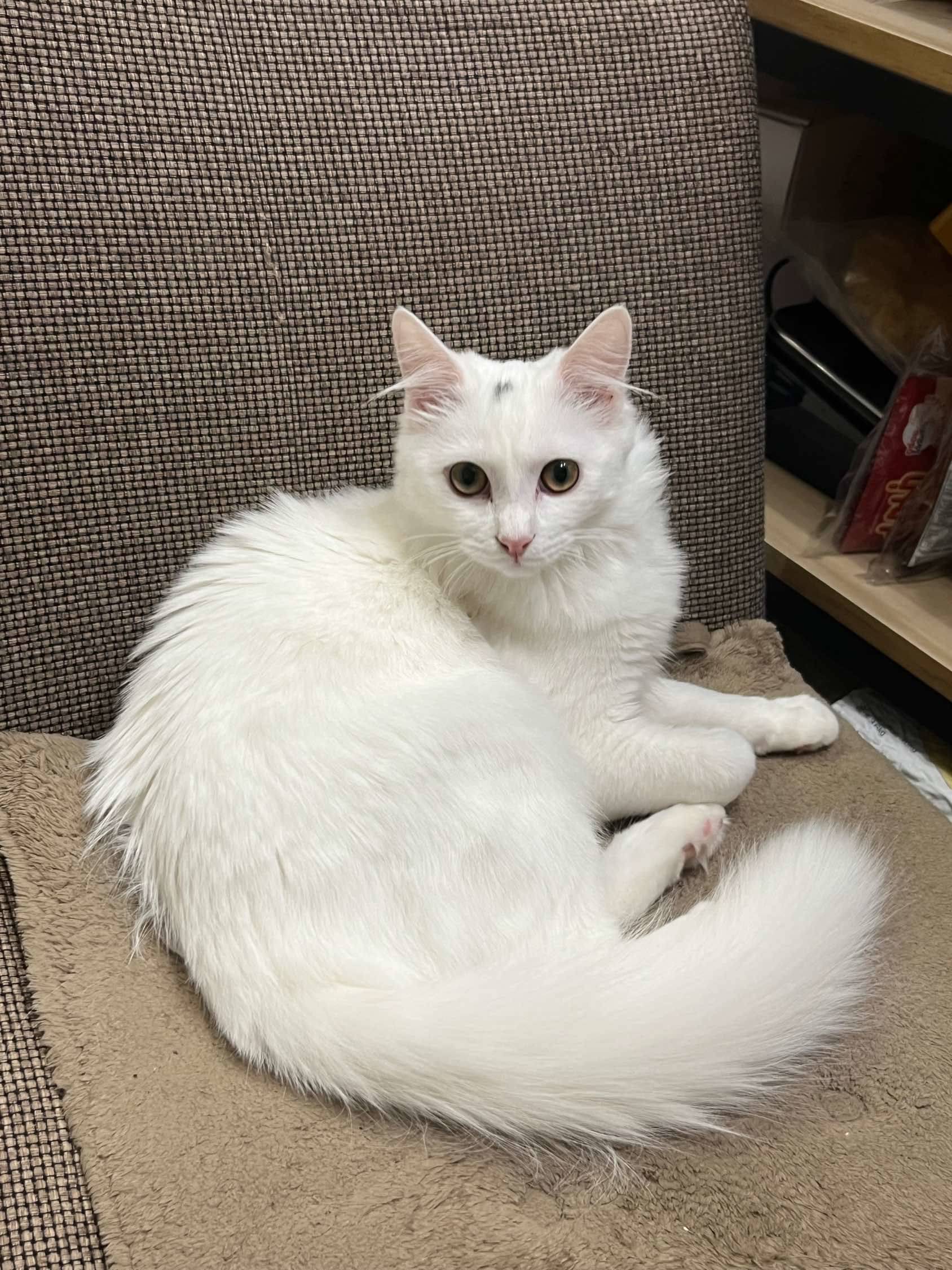 只长身体不长脸的喵_2