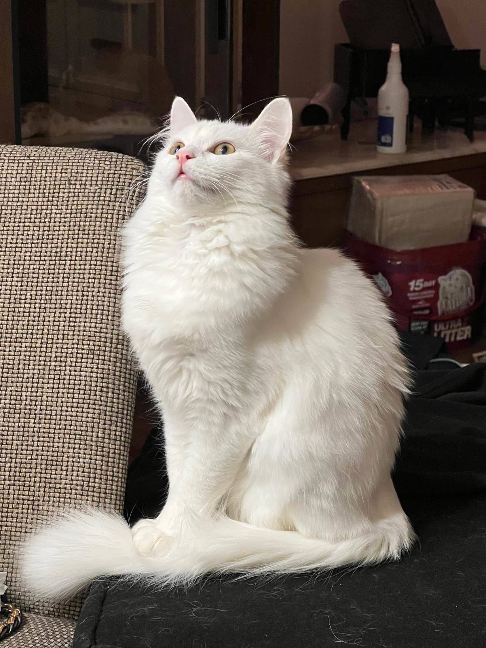 只长身体不长脸的喵_1