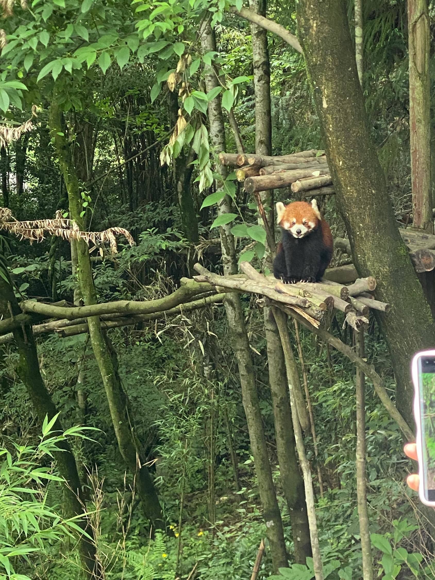 这可不是干脆面哦，是小熊猫
