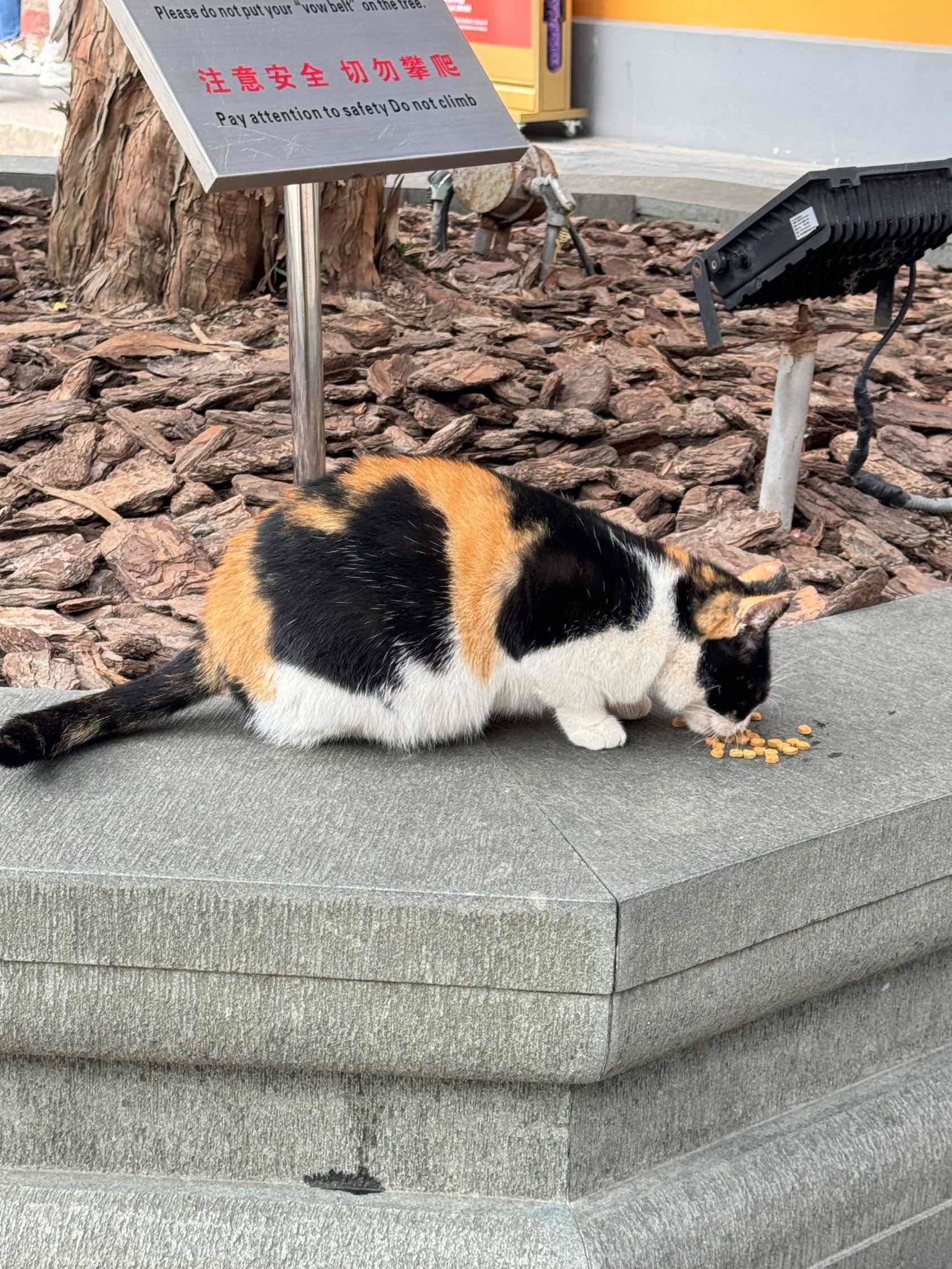小猫🐈 碎碎念 
