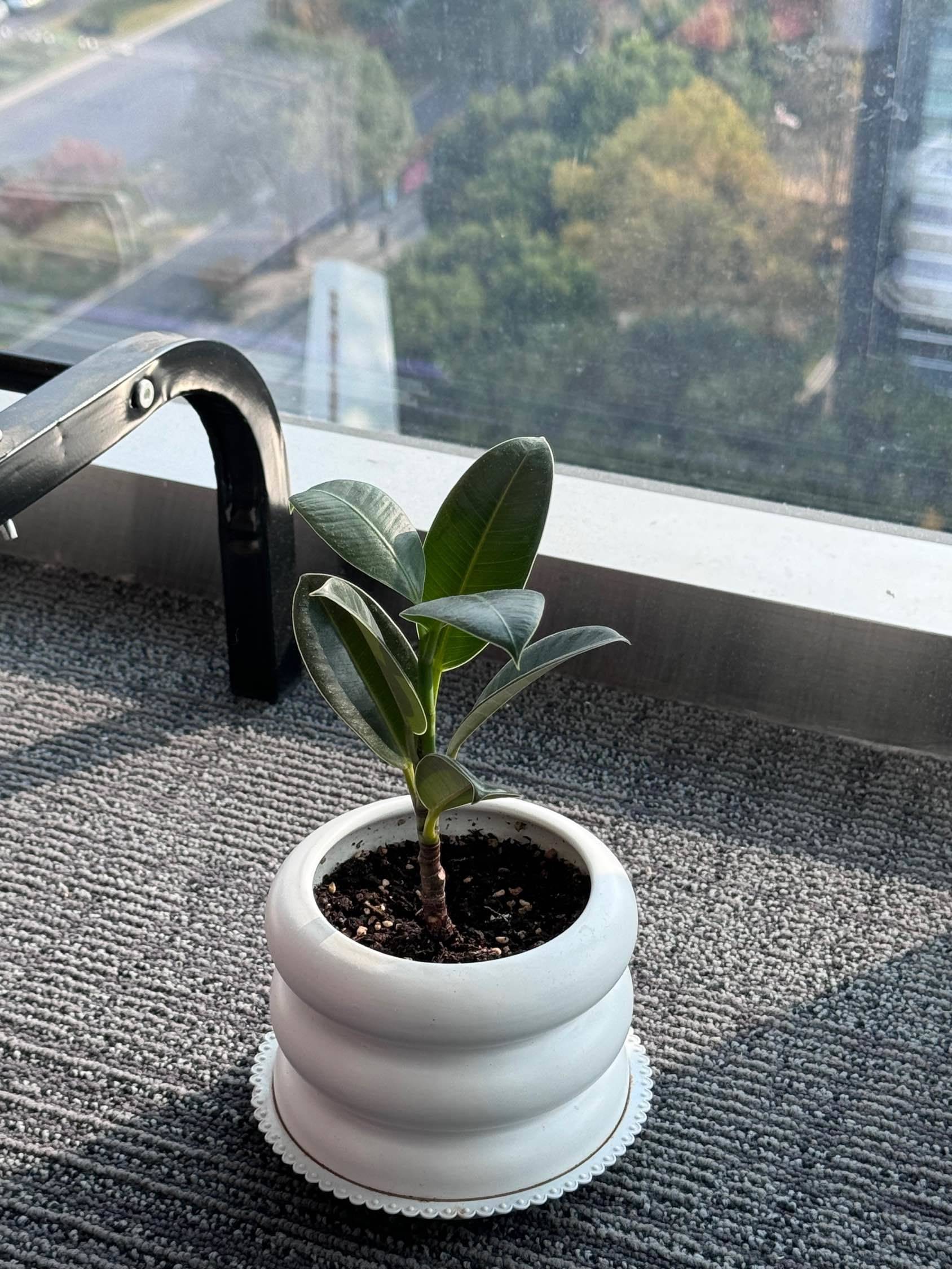 小草