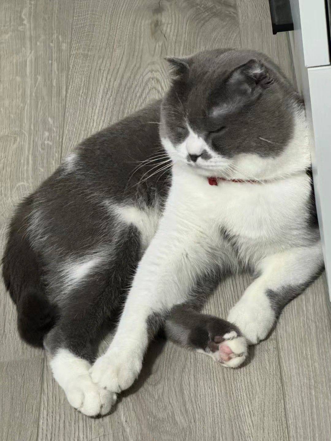 成年人各有各的烦恼 可爱猫猫  记录