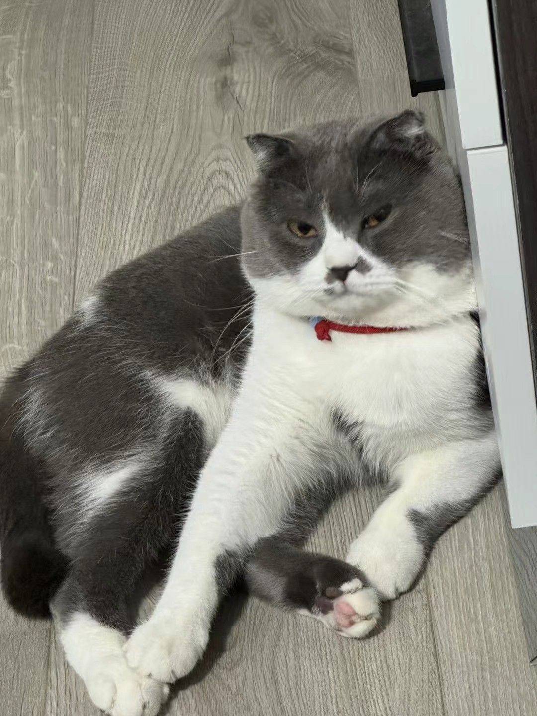 成年人各有各的烦恼 可爱猫猫  记录_1