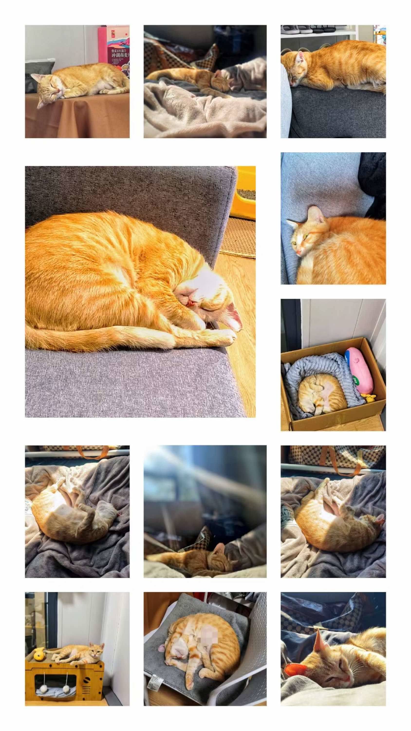 新成员小橘猫_1