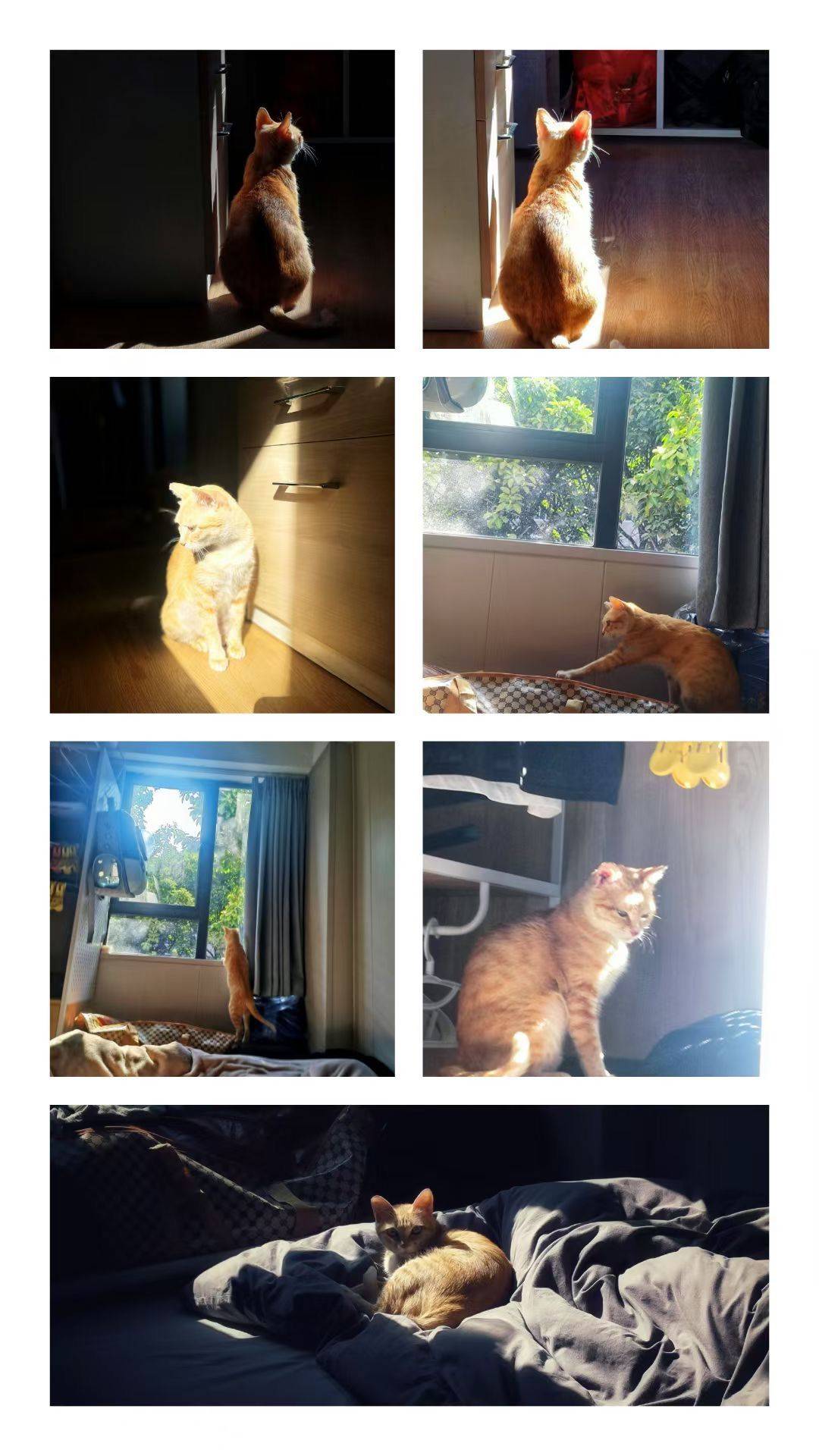 新成员小橘猫_2