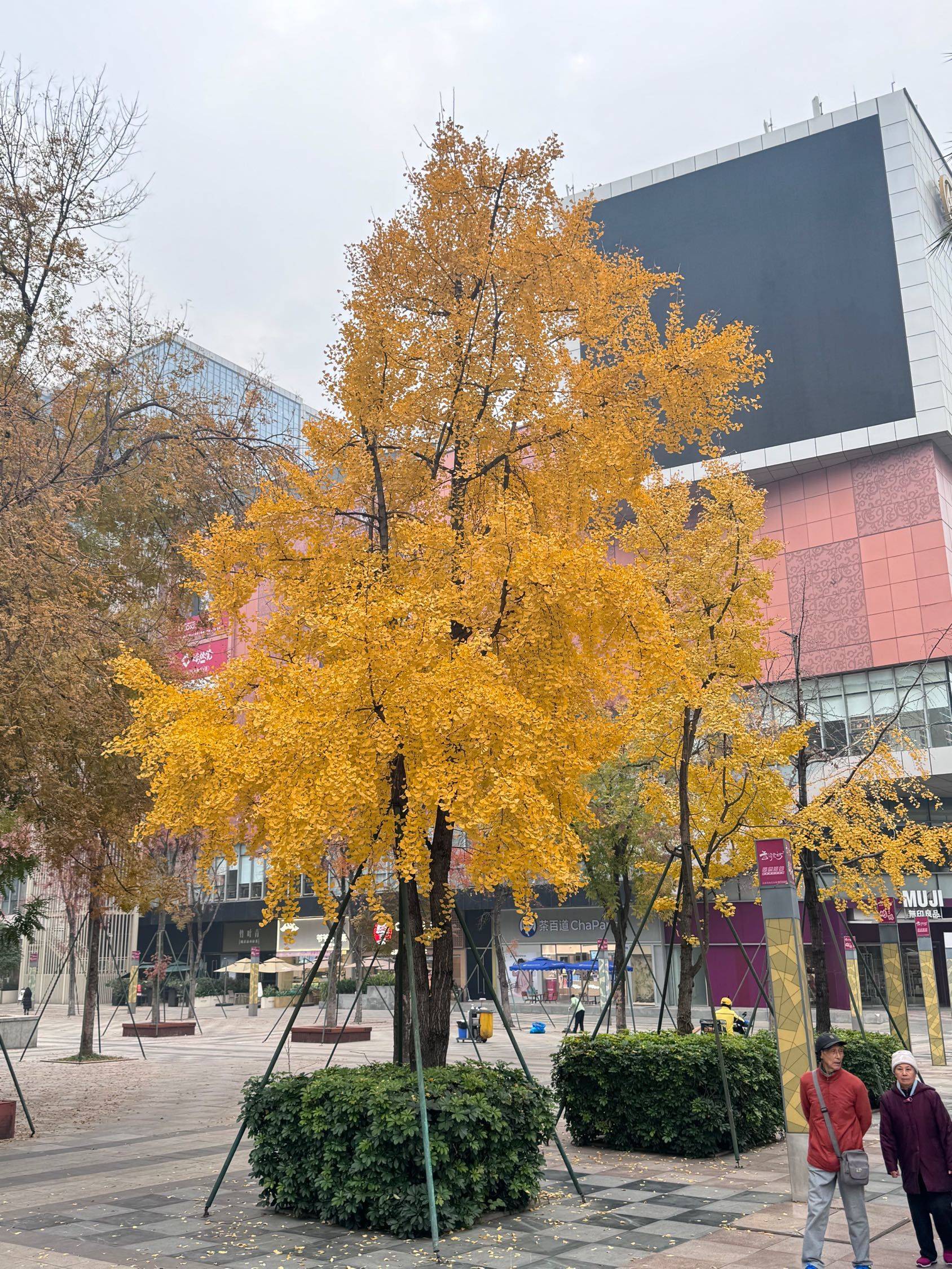 树