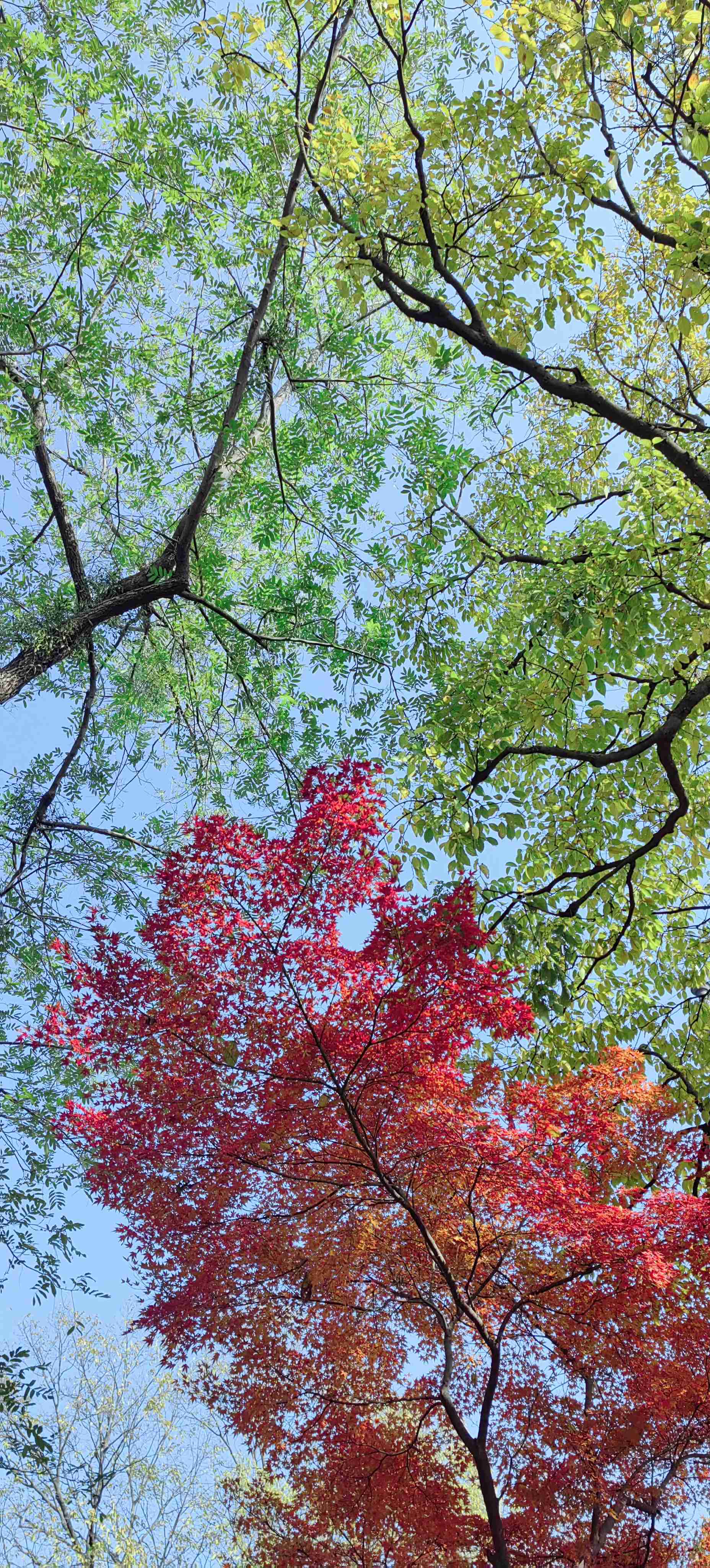  保俶塔， 吸氧快乐的一天
 享受_4