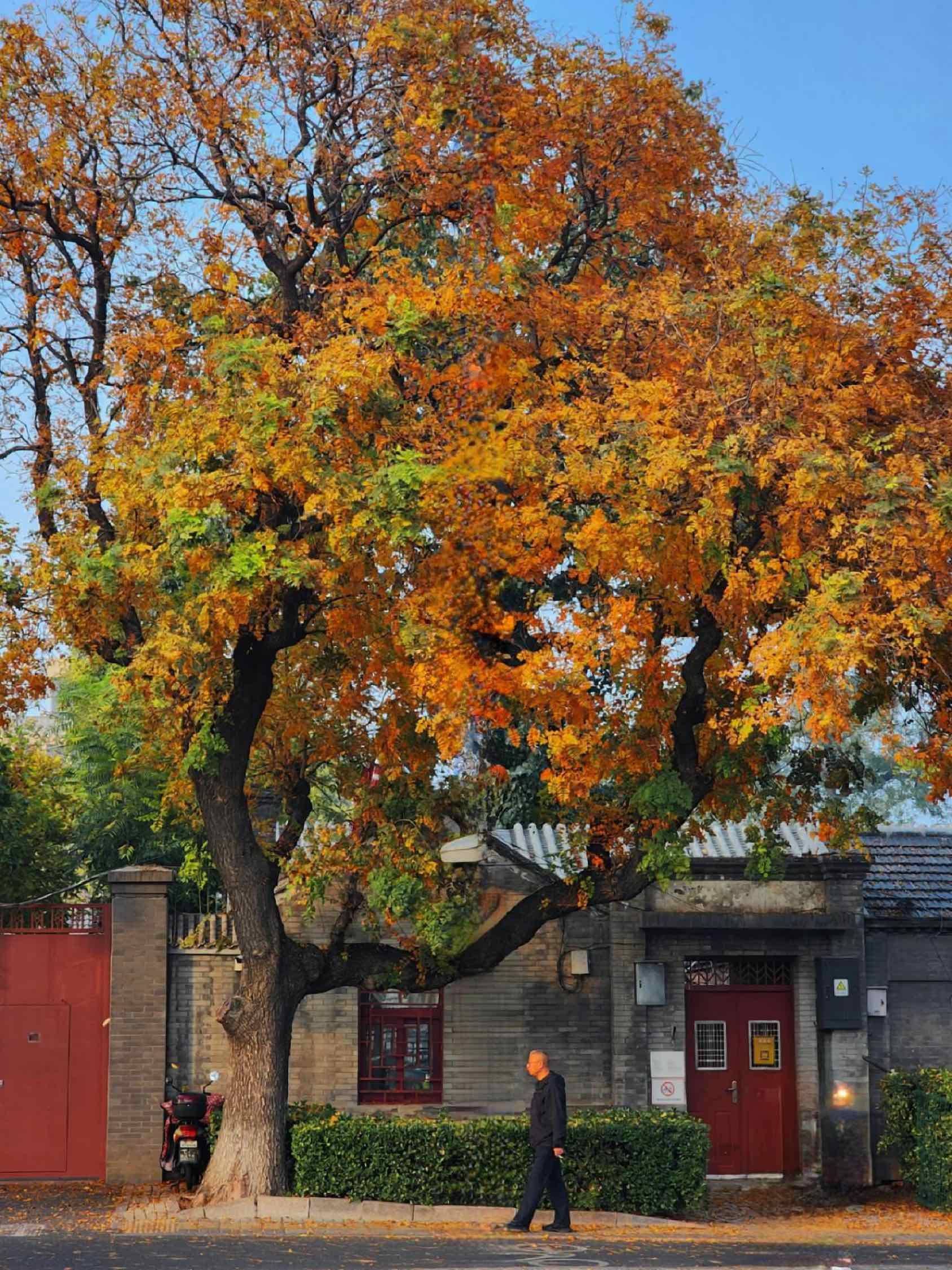 老舍笔下的北平之秋，其实就是北京的大街小_3