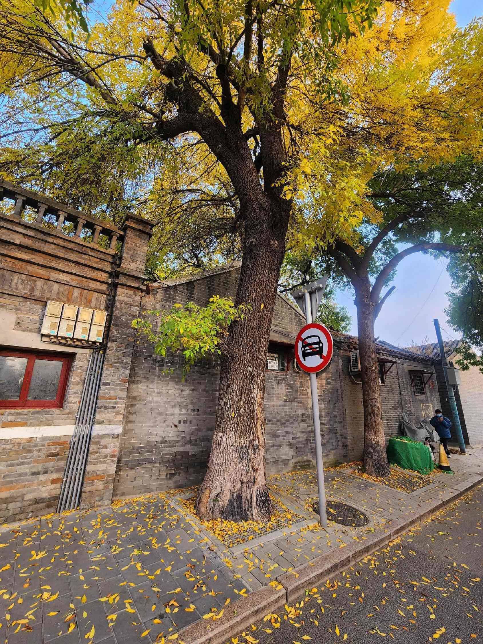 老舍笔下的北平之秋，其实就是北京的大街小