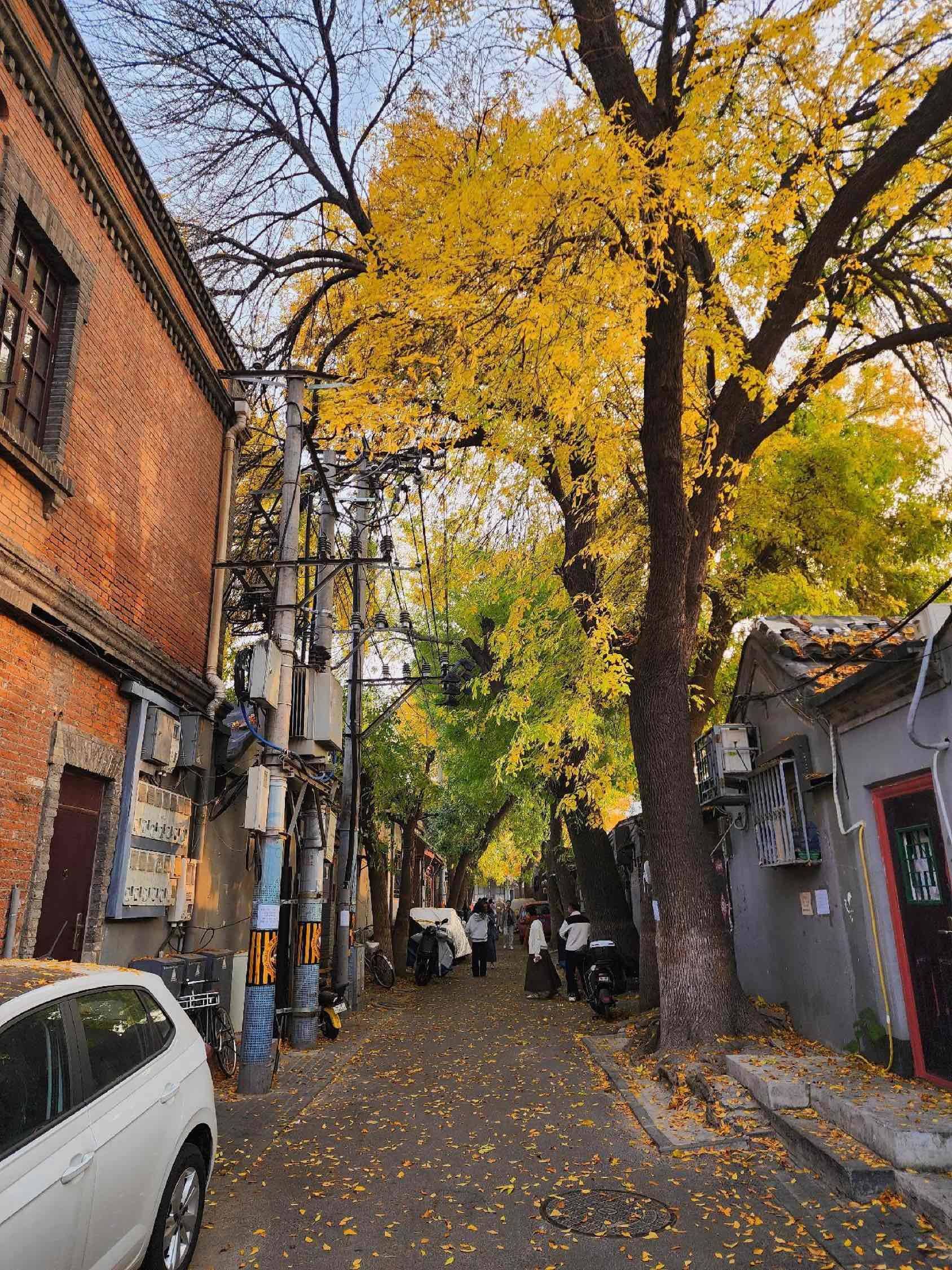 老舍笔下的北平之秋，其实就是北京的大街小_2