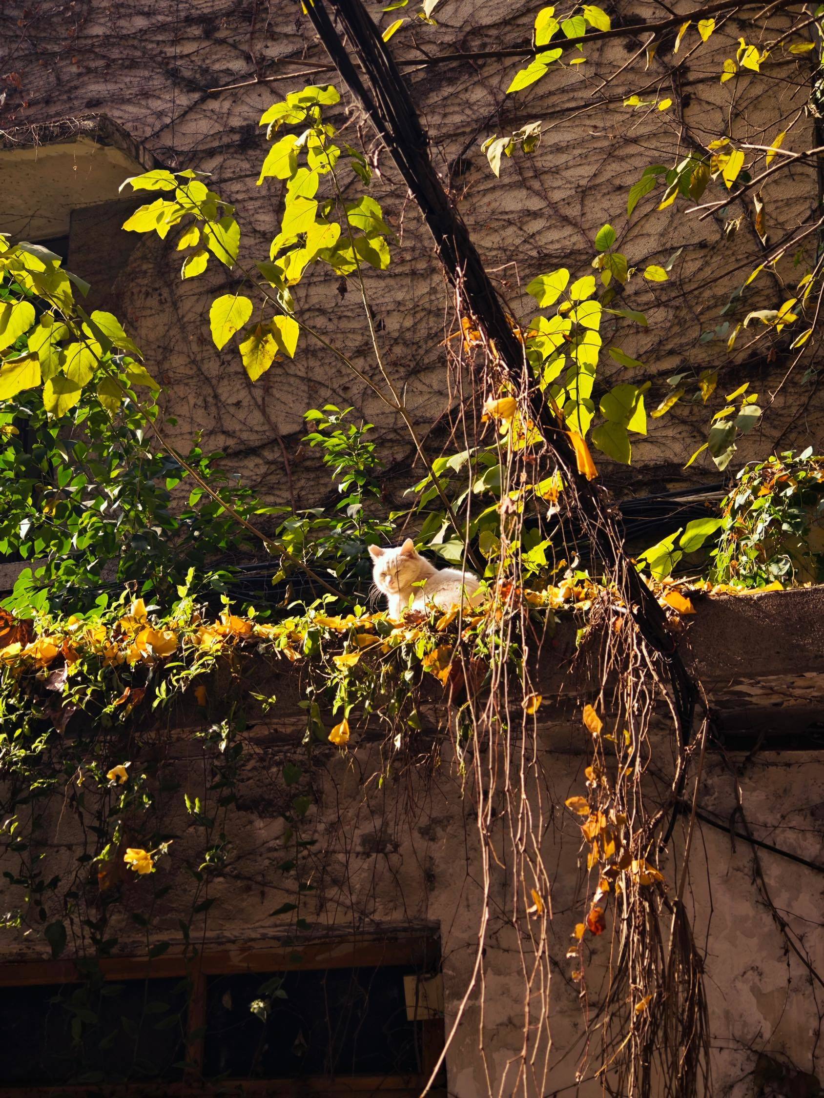 阳光下的咪咪 在线蹲室友 