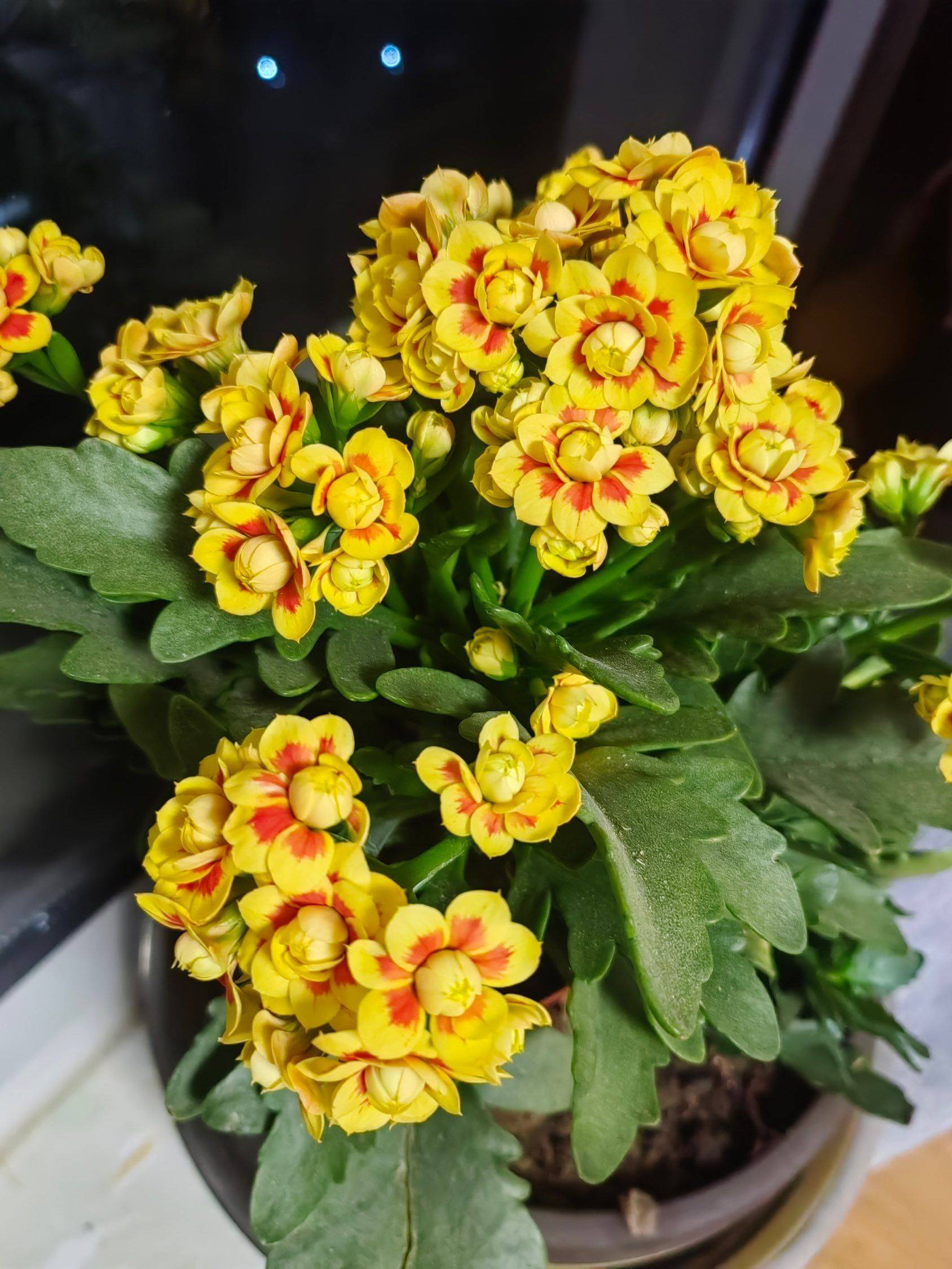 开放珠海挺好的_0