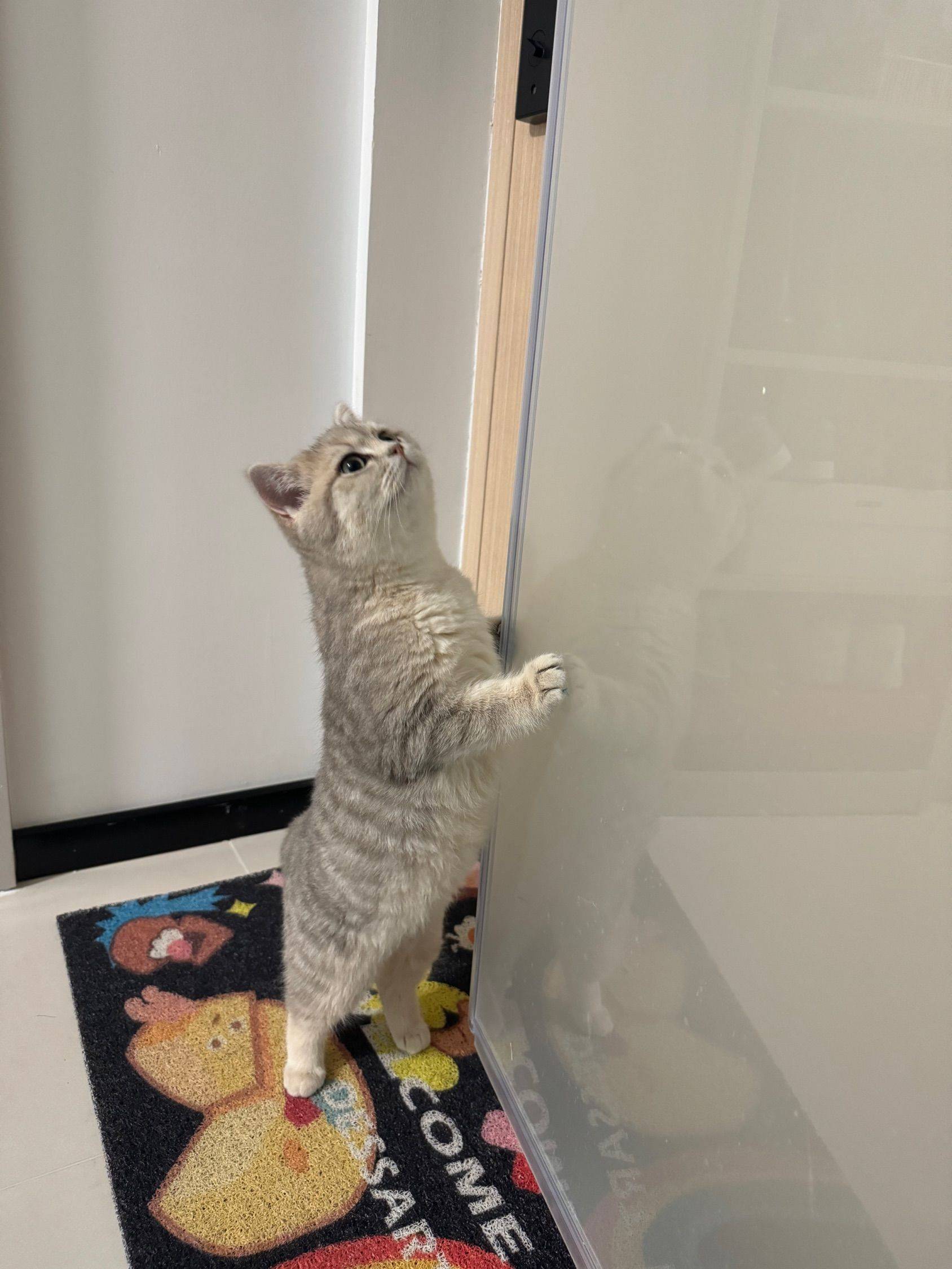 小猫小猫🐈爱探索