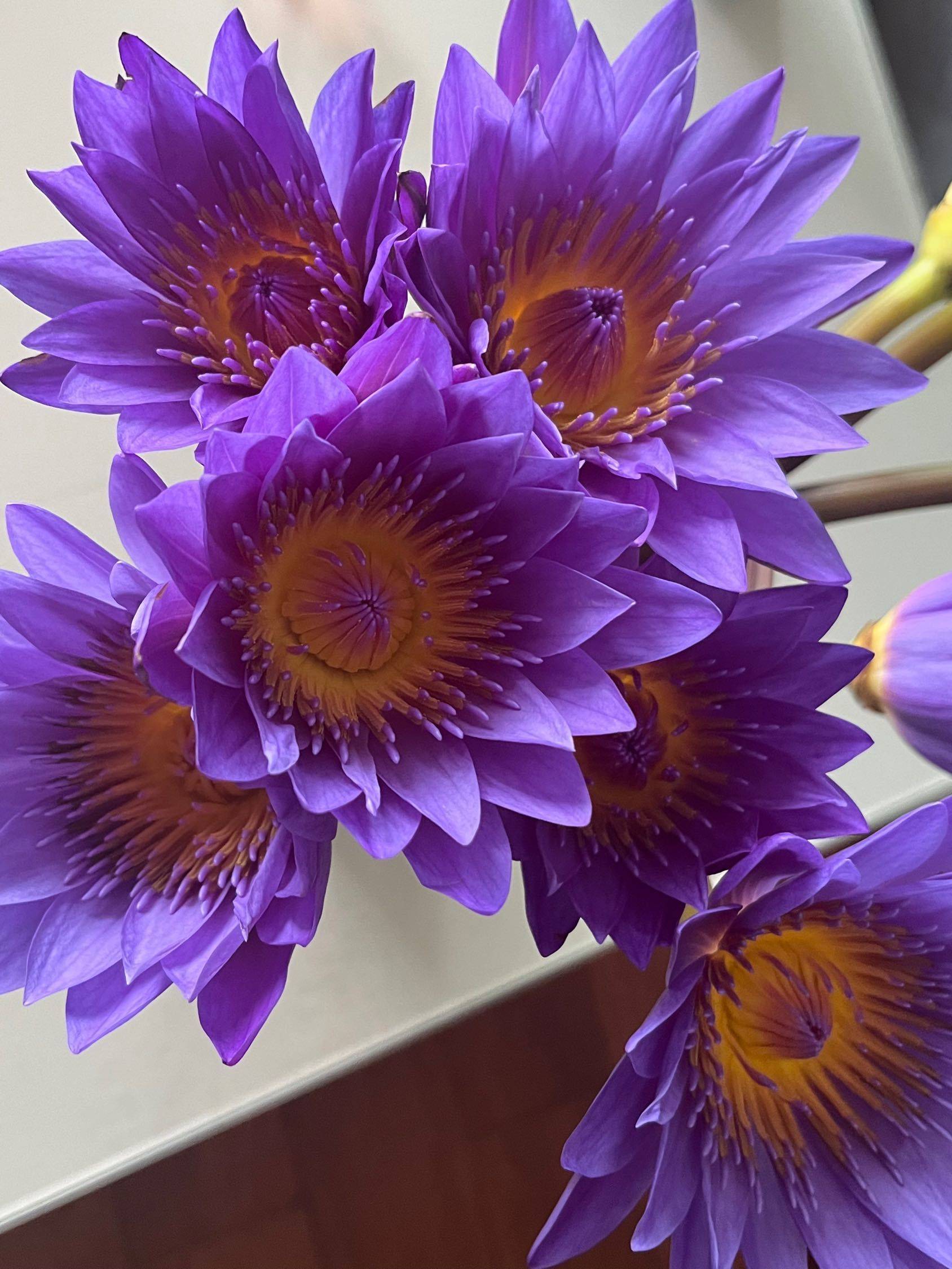 杭州滨江租房