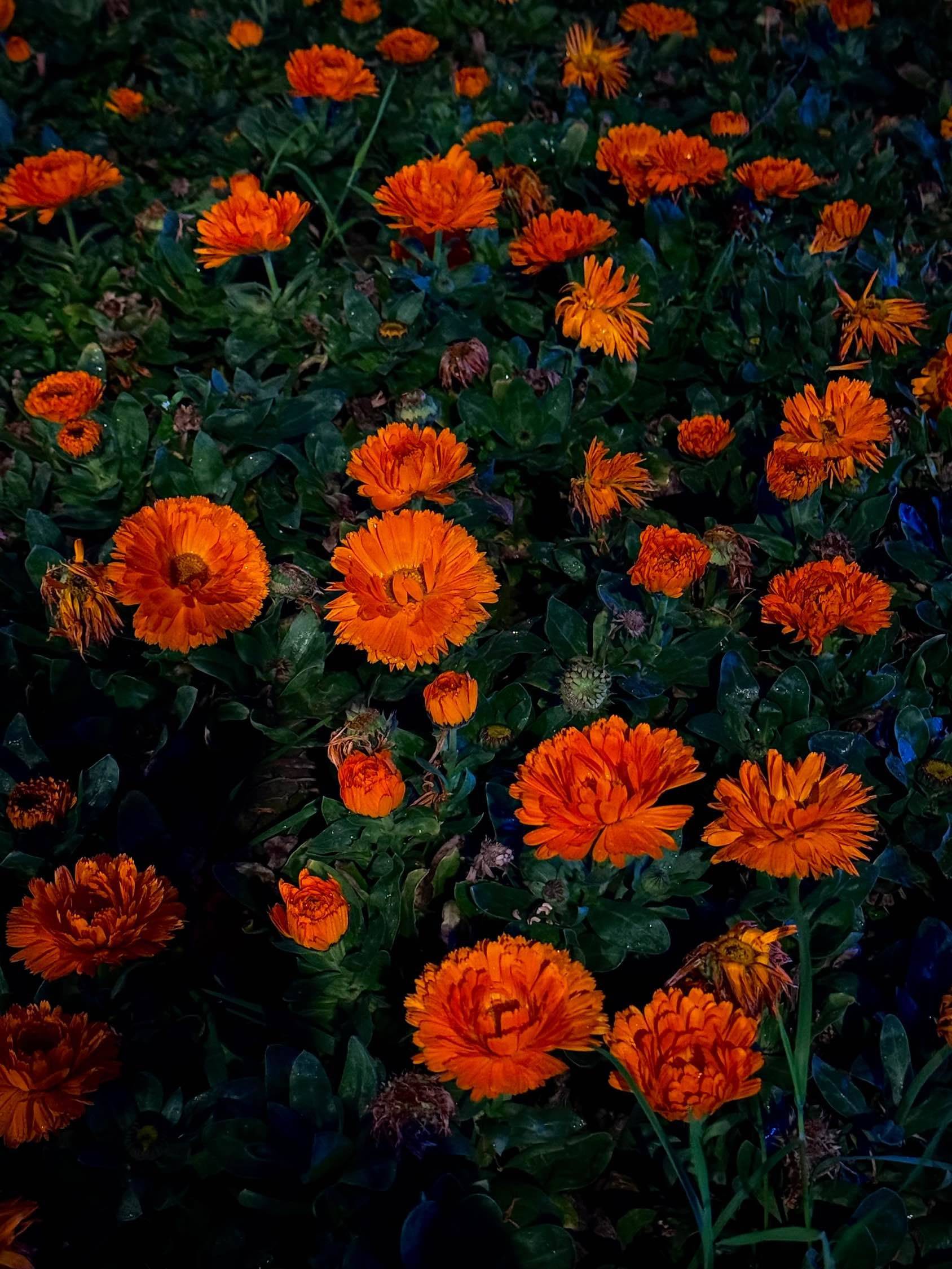  花 
