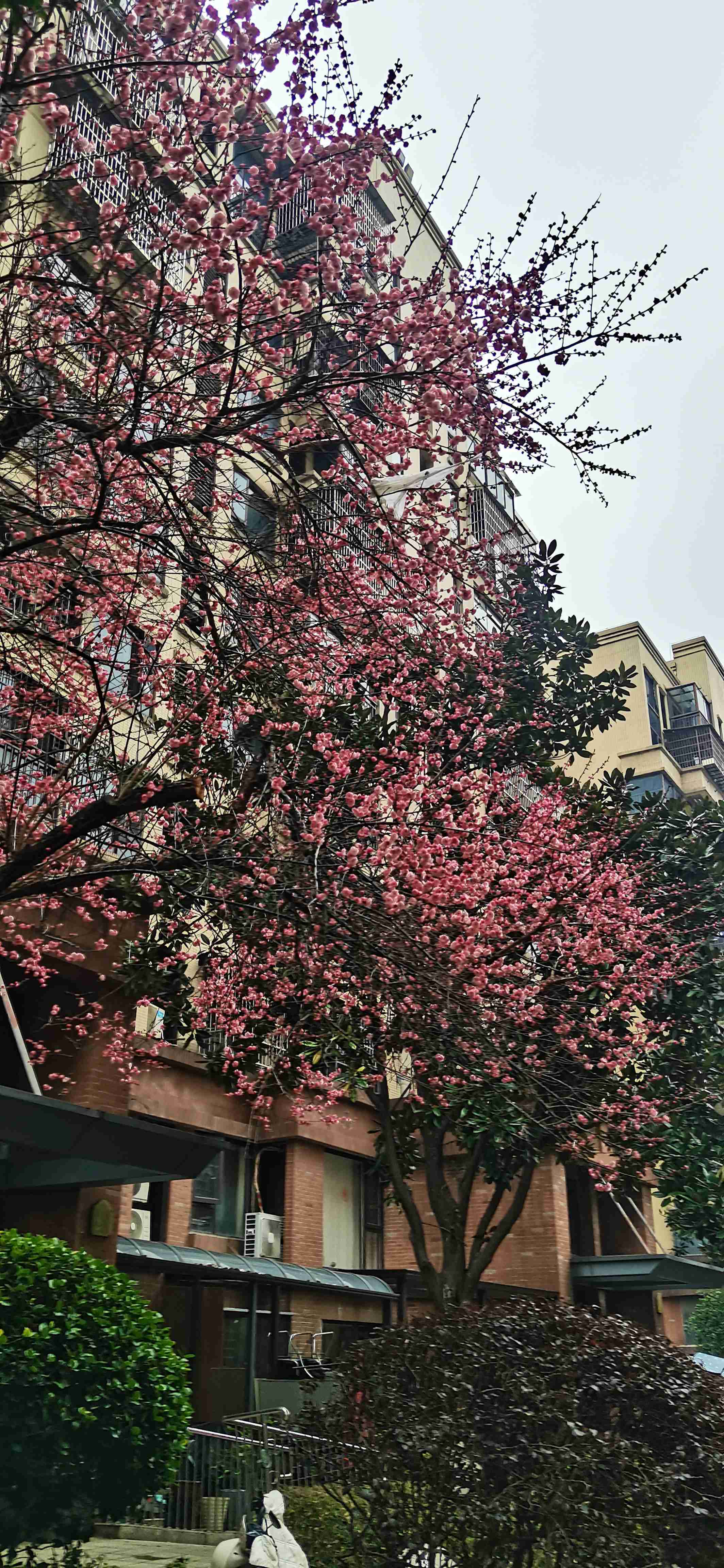 家门前的梅花开了