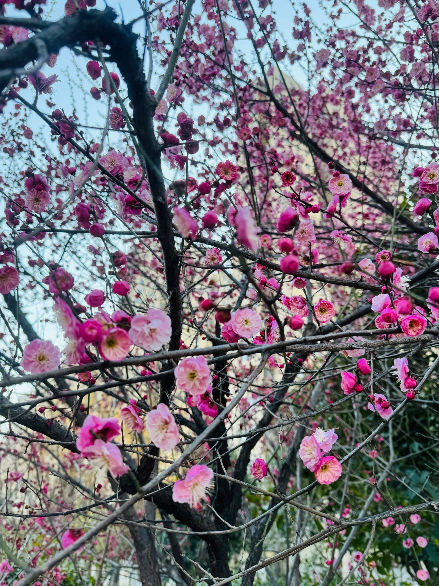 被路边的梅花治愈了🌸🌸_3