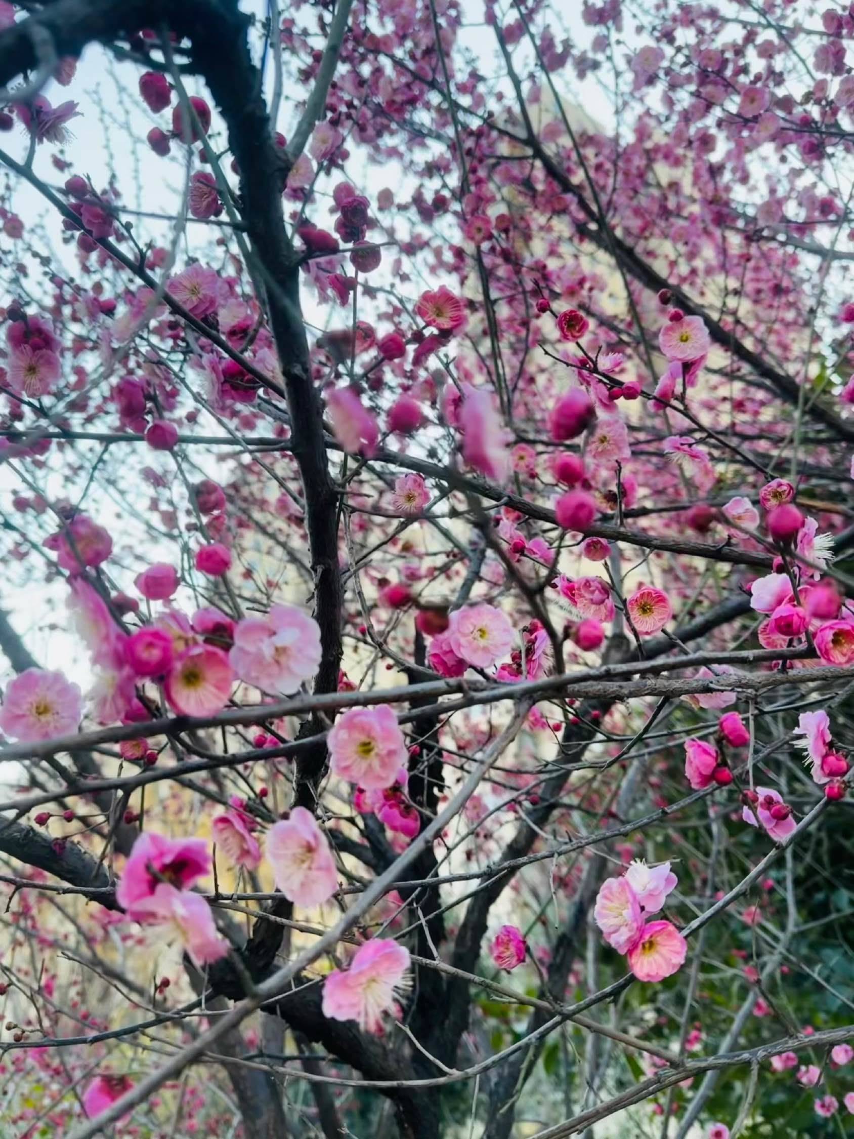 被路边的梅花治愈了🌸🌸_1