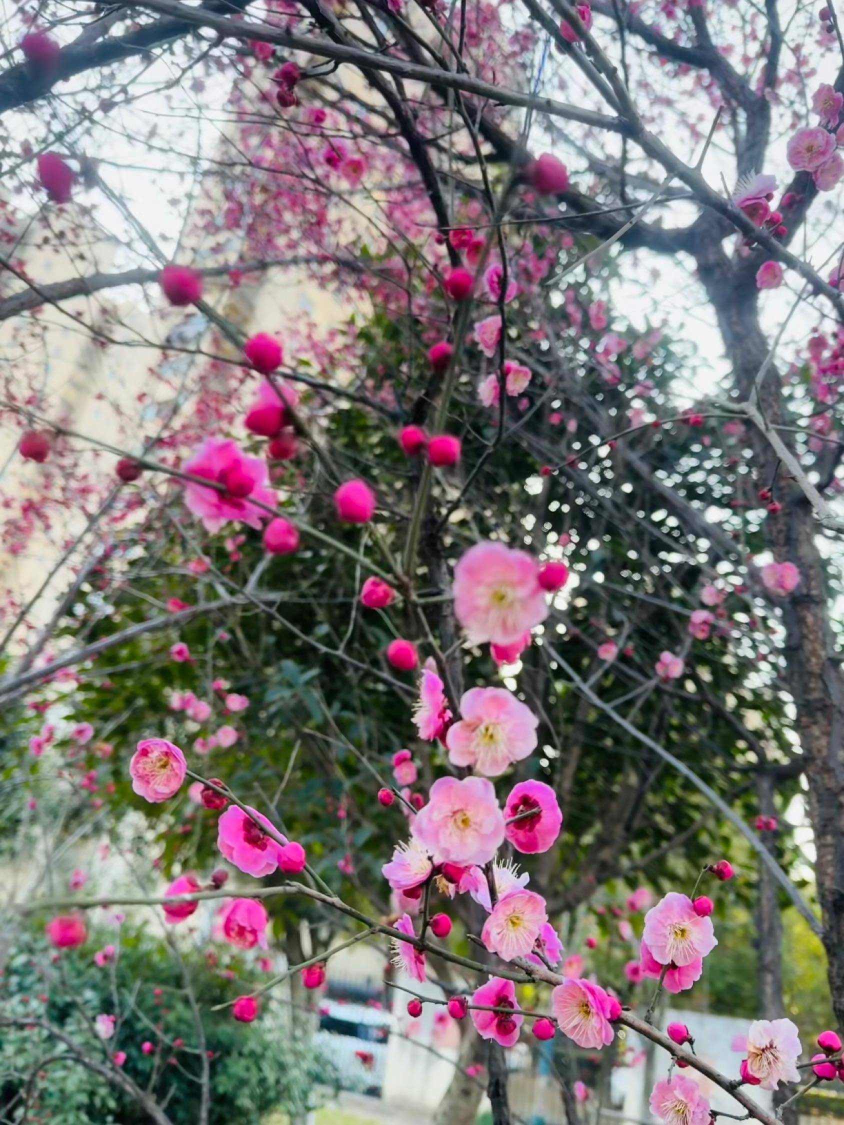 被路边的梅花治愈了🌸🌸