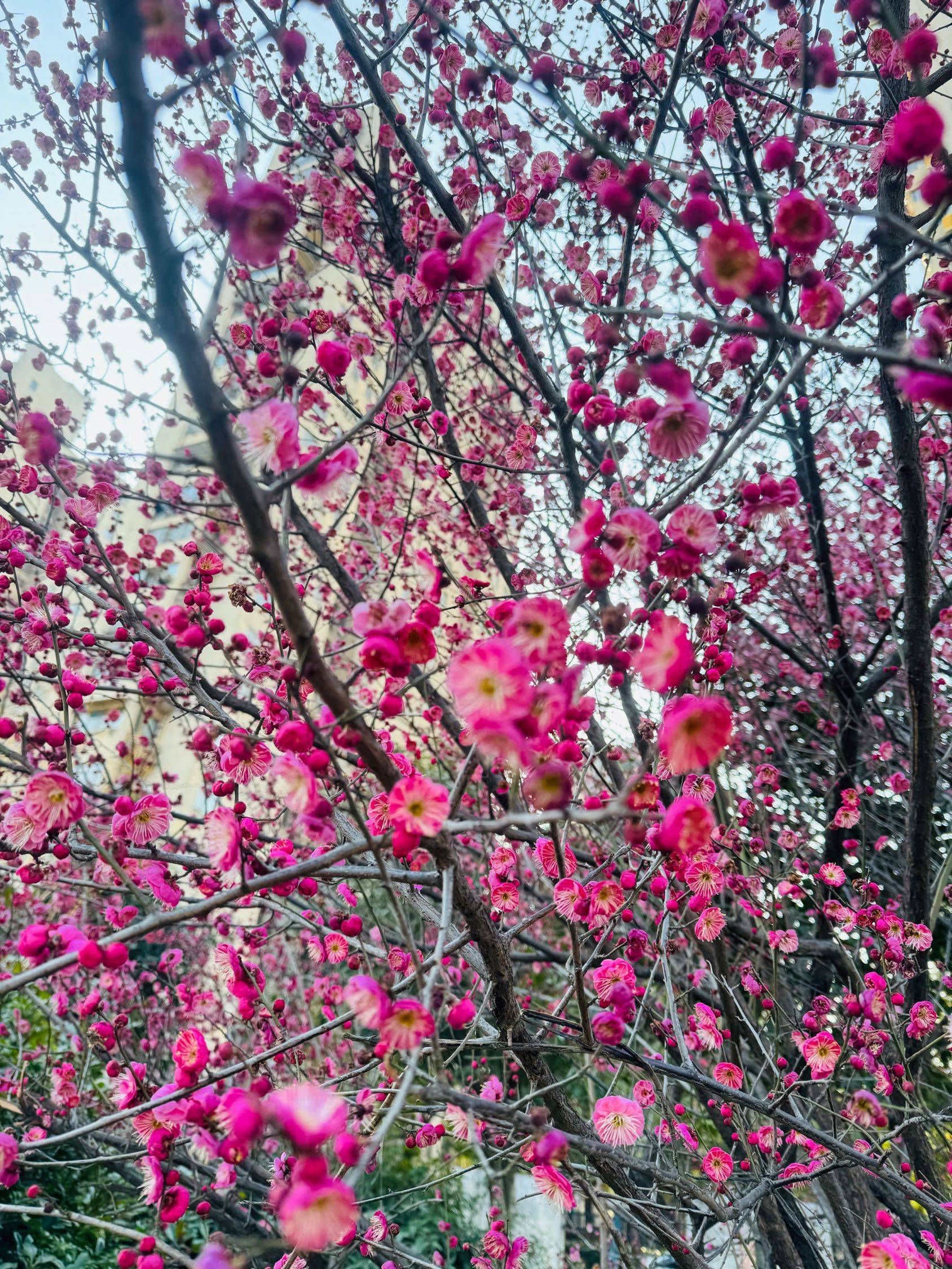 被路边的梅花治愈了🌸🌸_4