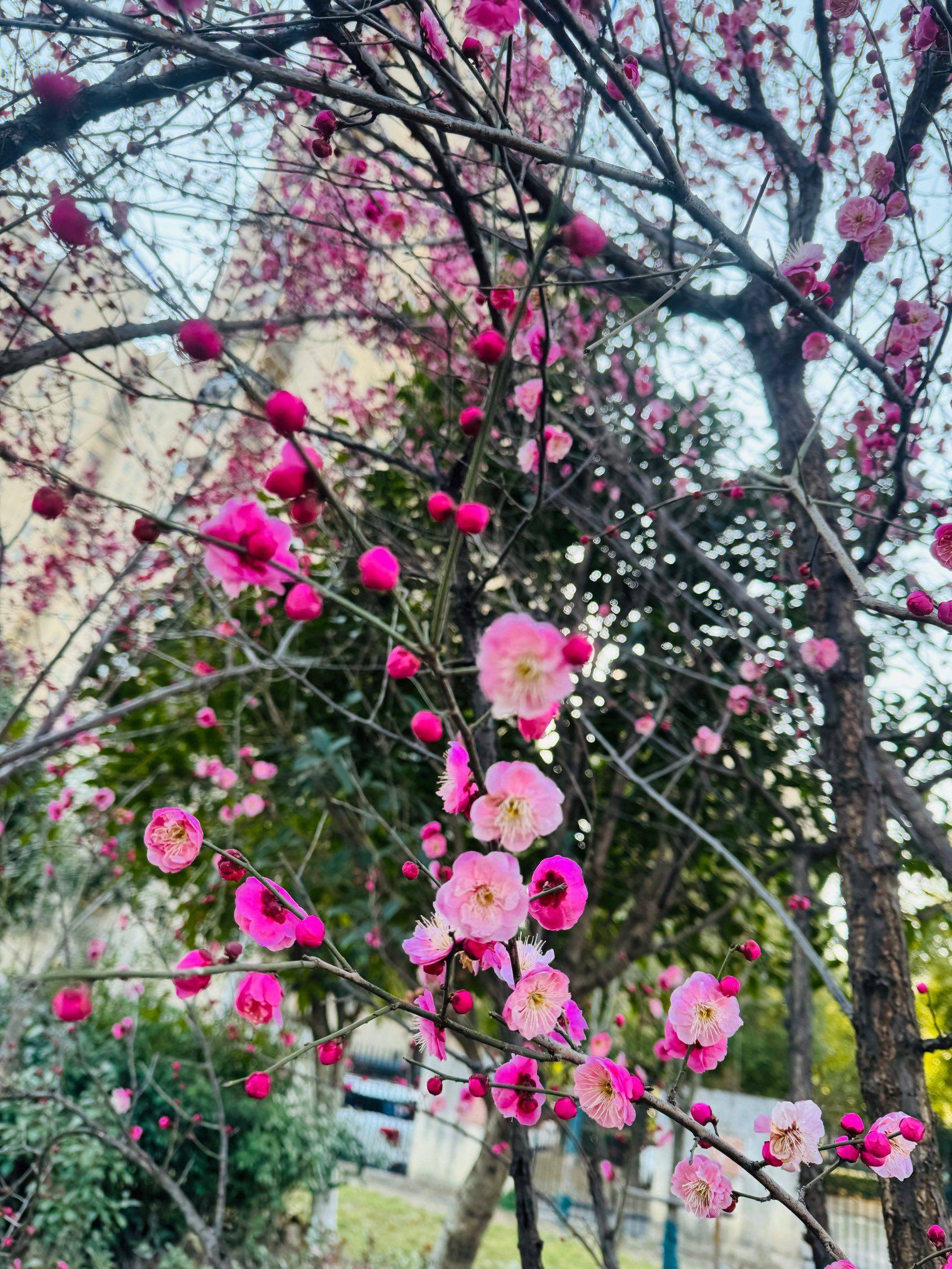 被路边的梅花治愈了🌸🌸_2